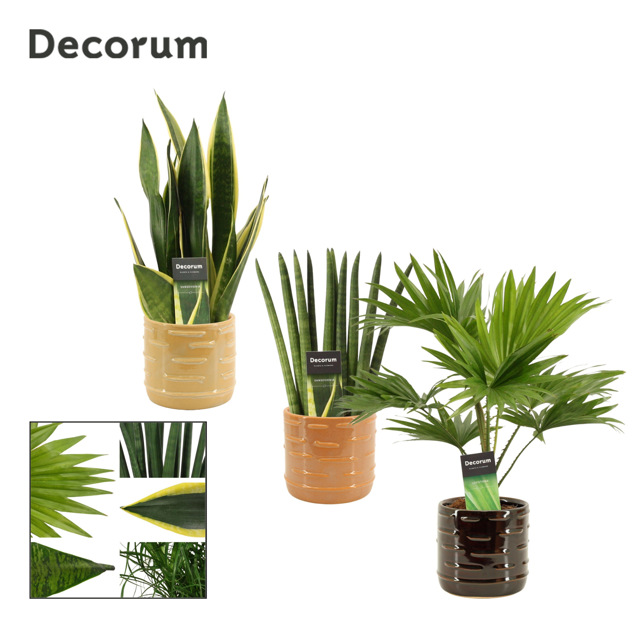 Groenmix 12 cm in Lois (Deco-collection), D 12 cm