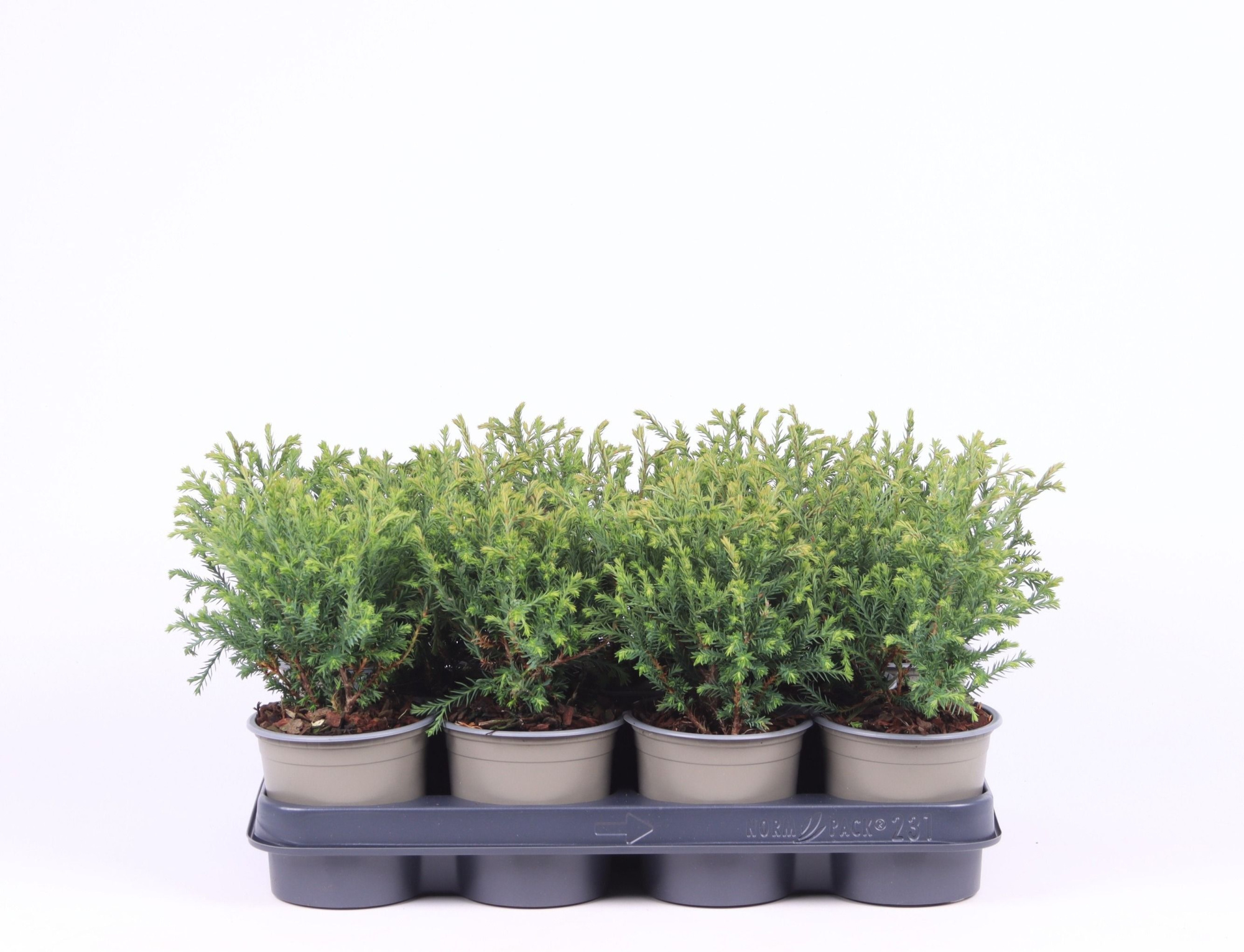 Thuja occidentalis 'Mr. Bowling Ball', D 11