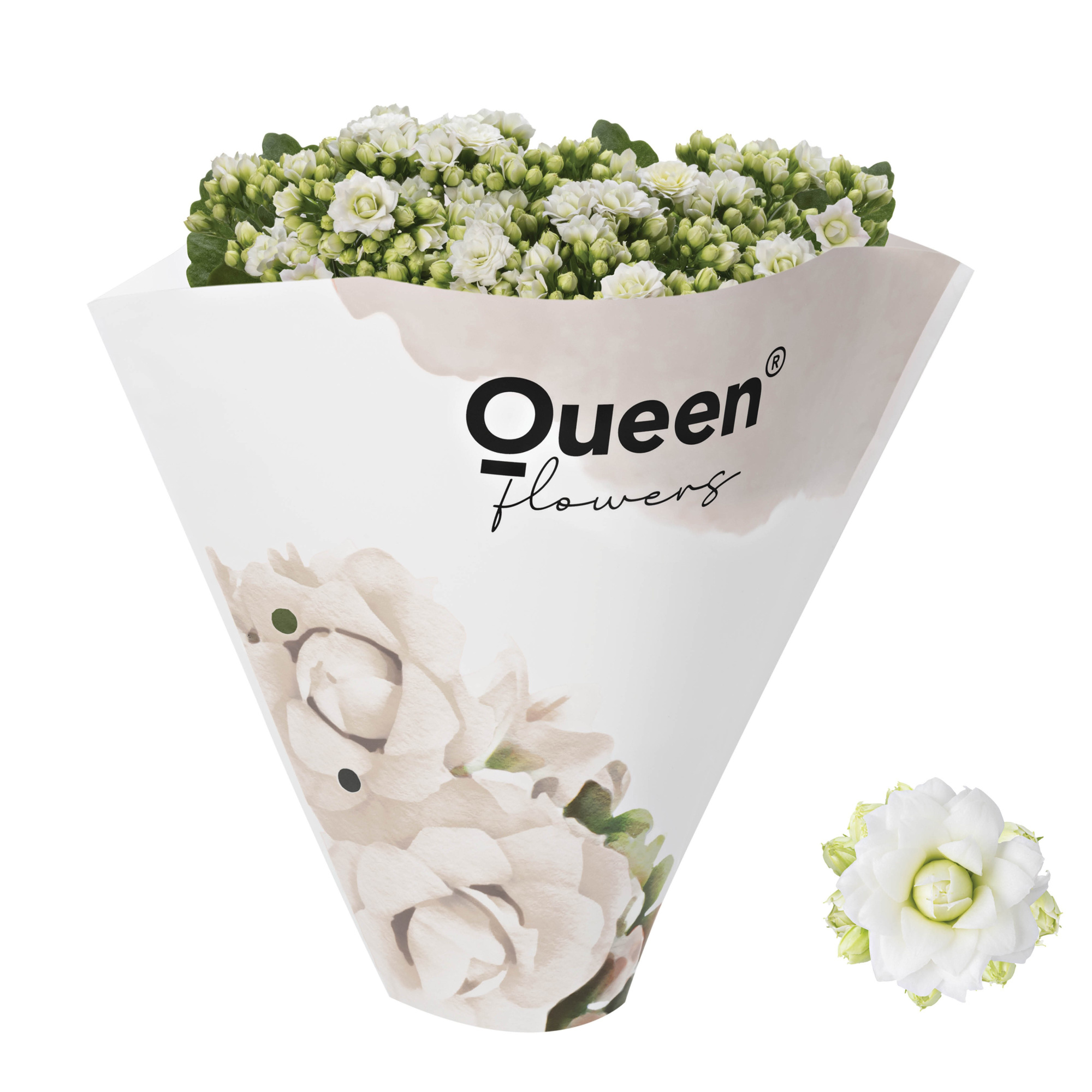 KALANCHOE ARTS-HYBRID 'WHITE ROSE FLOWER', D 13 cm