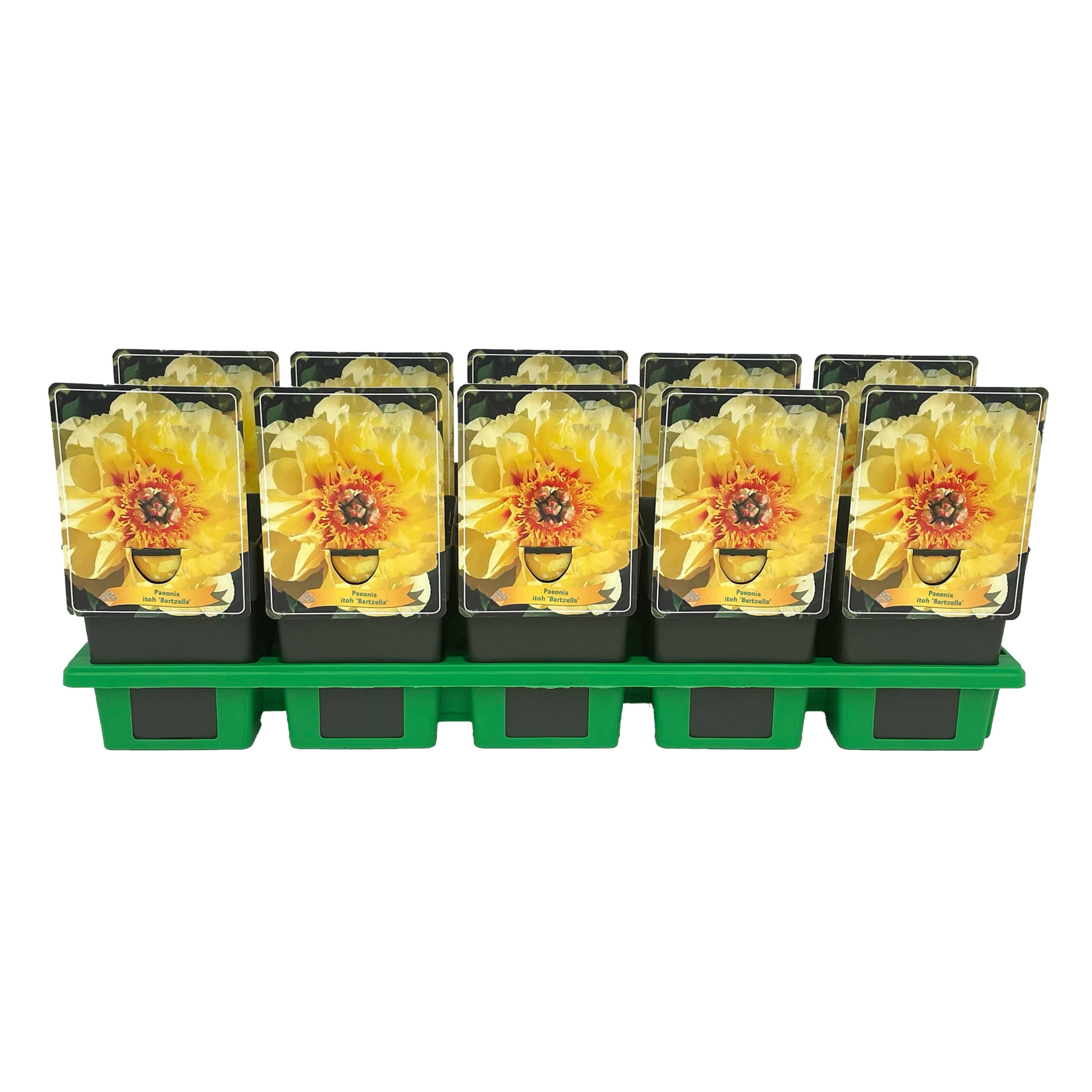 Paeonia Lactiflora 'Bartzella' P11, D 11 cm