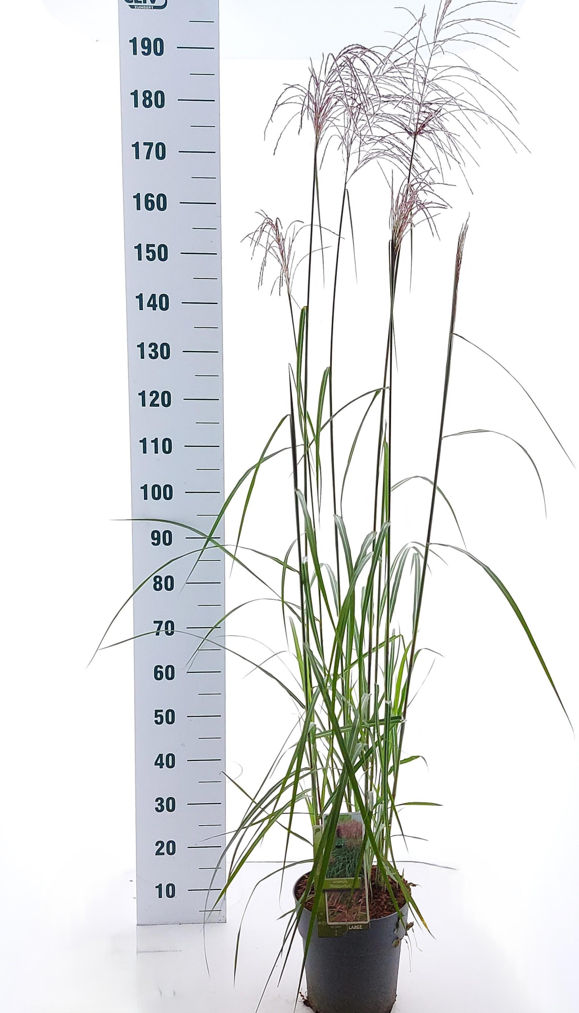 Miscanthus sin. 'Malepartus', D 23 cm