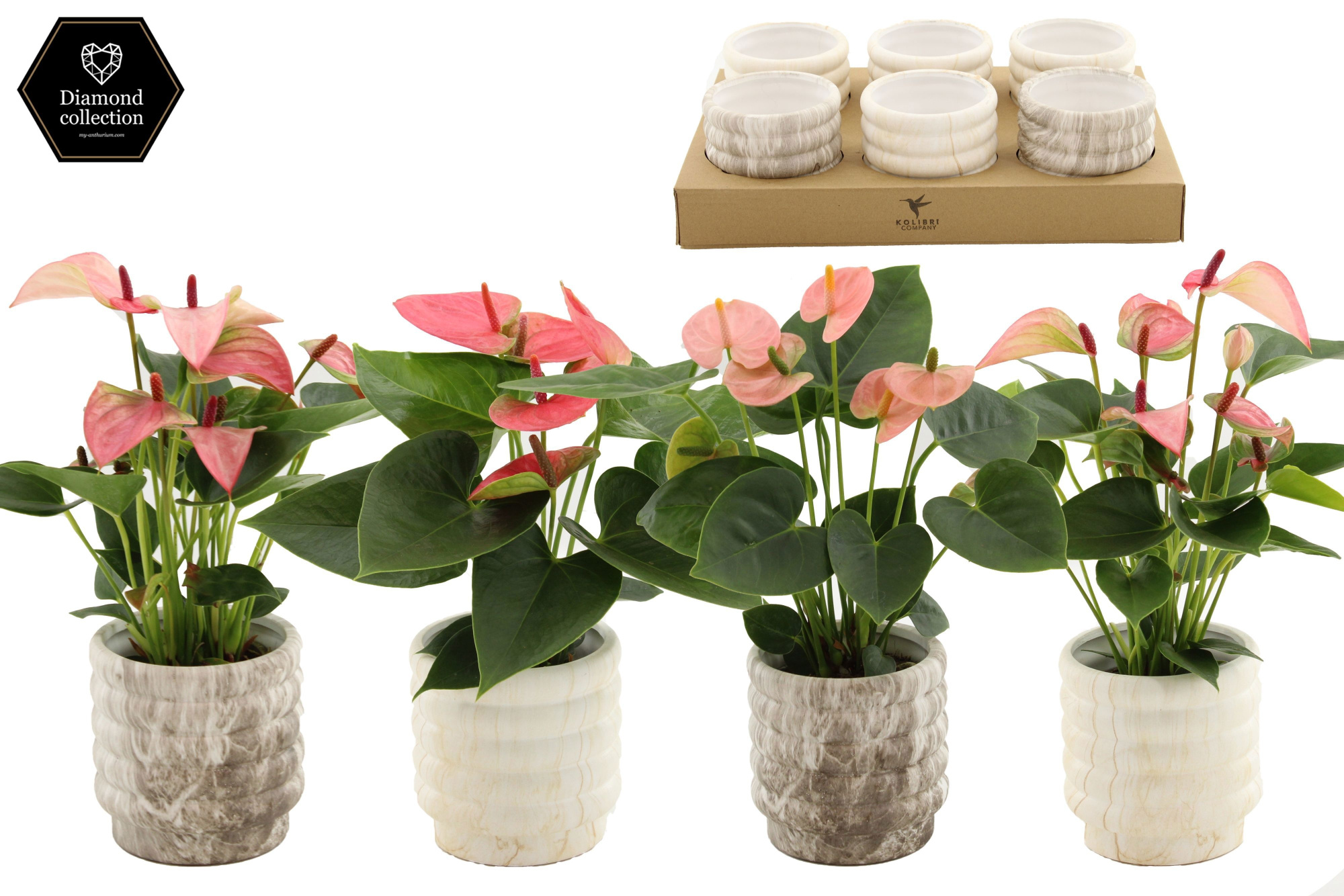 Anthurium 9 cm - 3 color mix in Marble ceramics, D 9