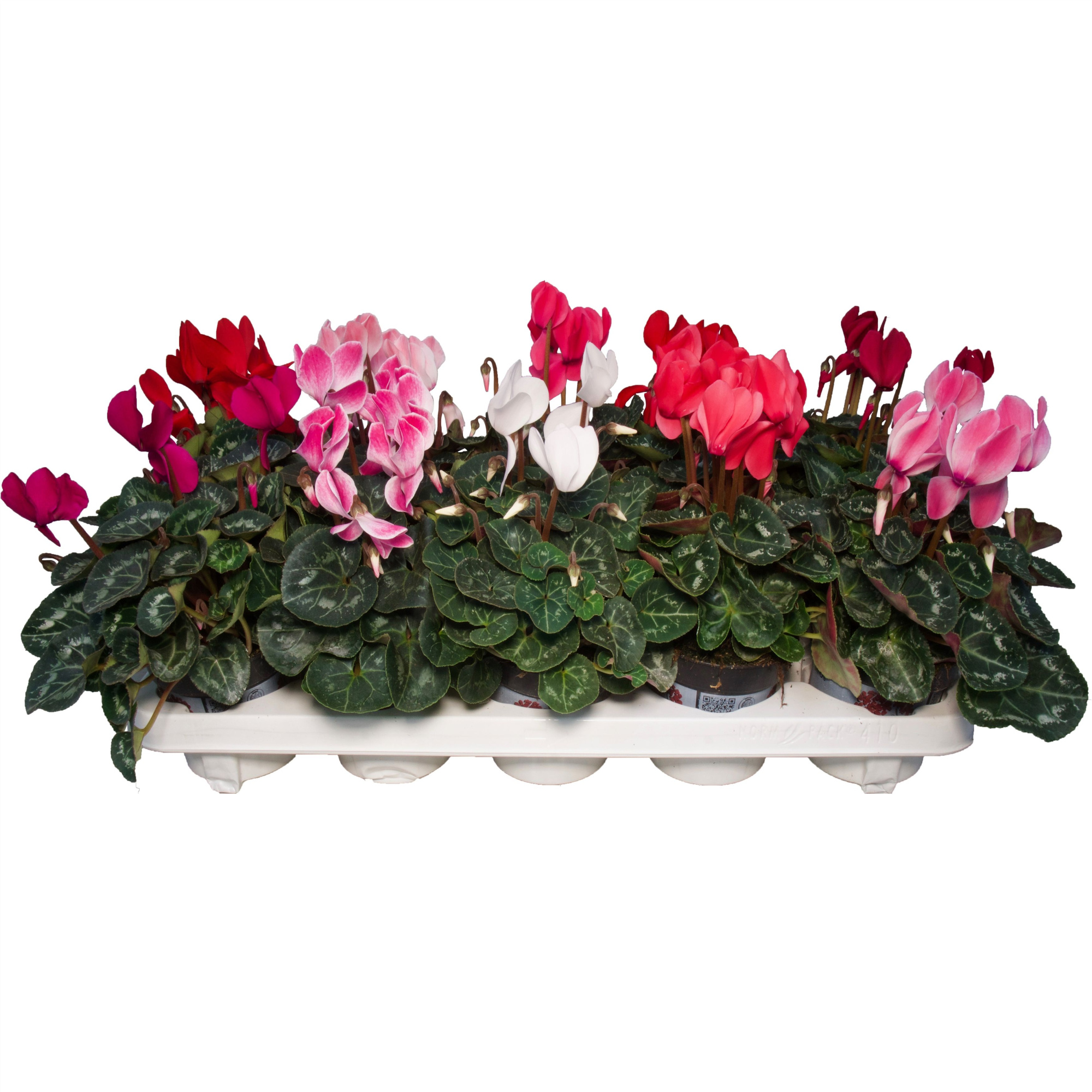 Cyclamen Alure mix, D 11