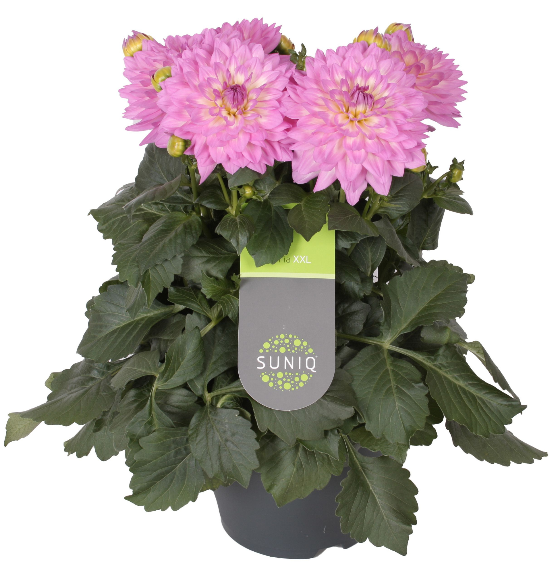 Dahlia Suniq XXL Roze-Wit 23cm, D 23
