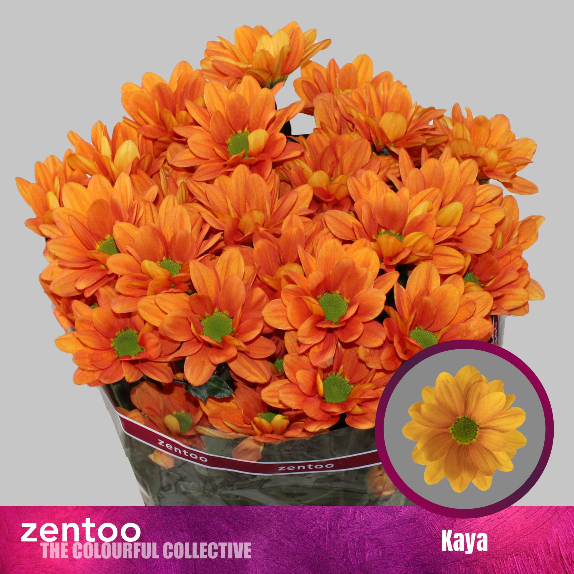 Хризантема куст. Кайя+ 70, шт.