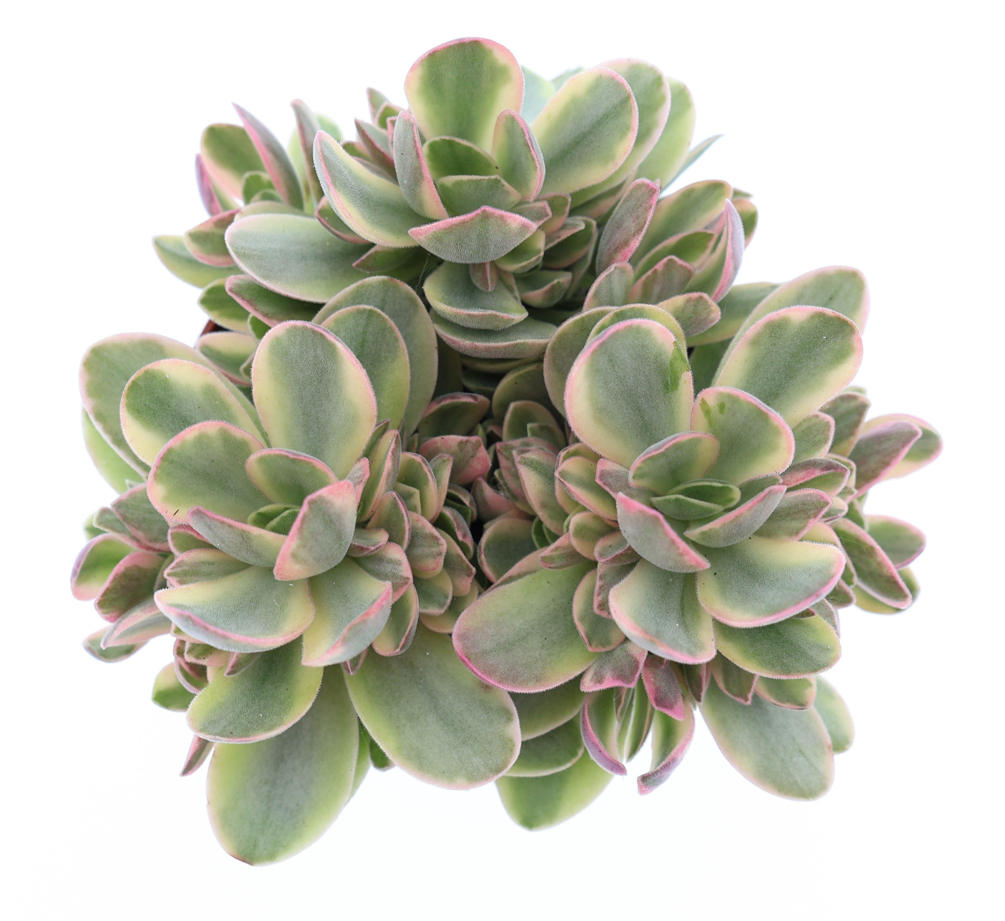 Crassula Moneymaker, D 8,5 cm