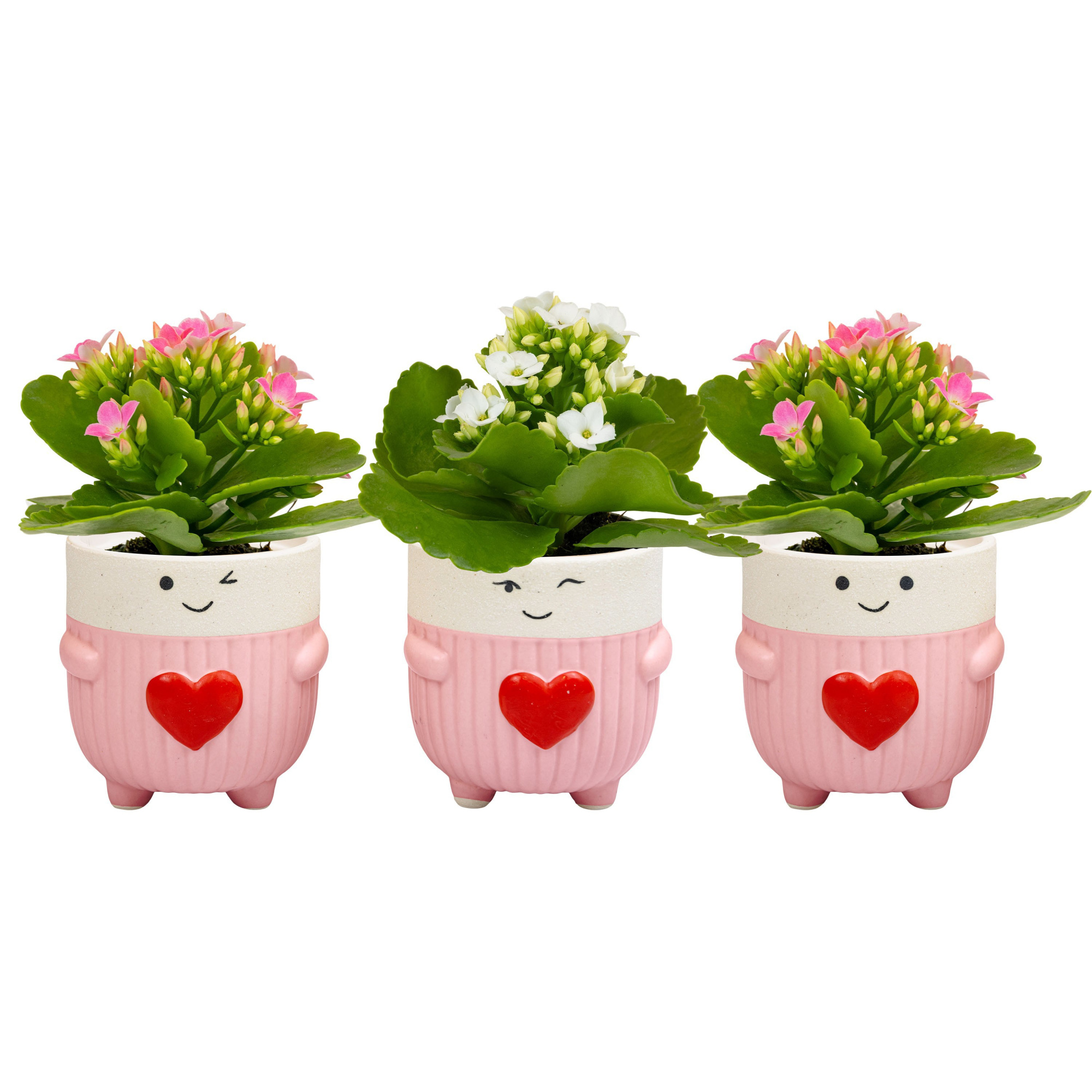 Love Cup with Kalanchoe, D 6