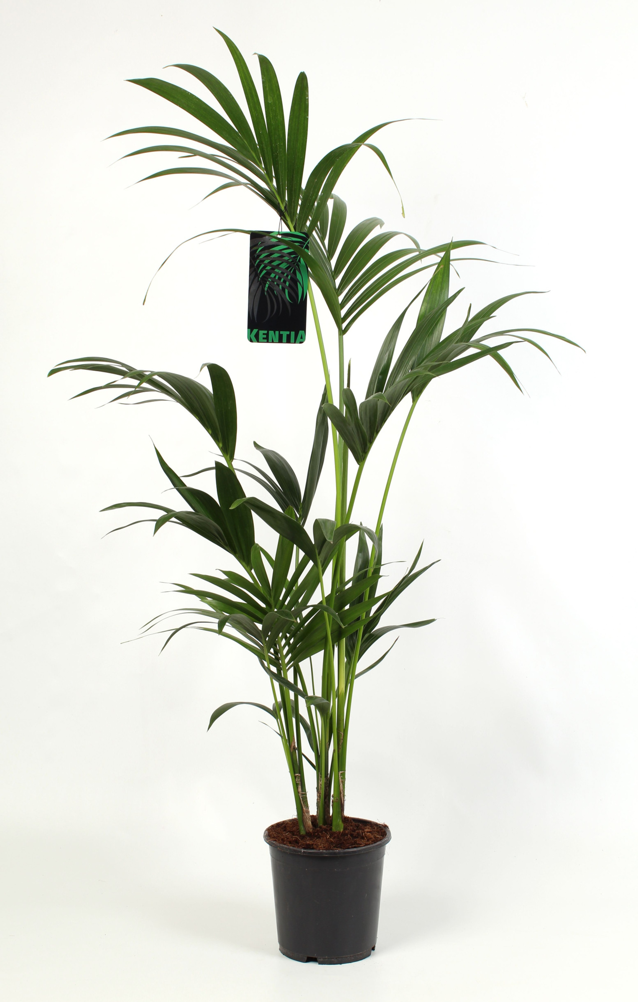 Kentia Howea Forsteriana, 4 stek p/pot, D 19 cm
