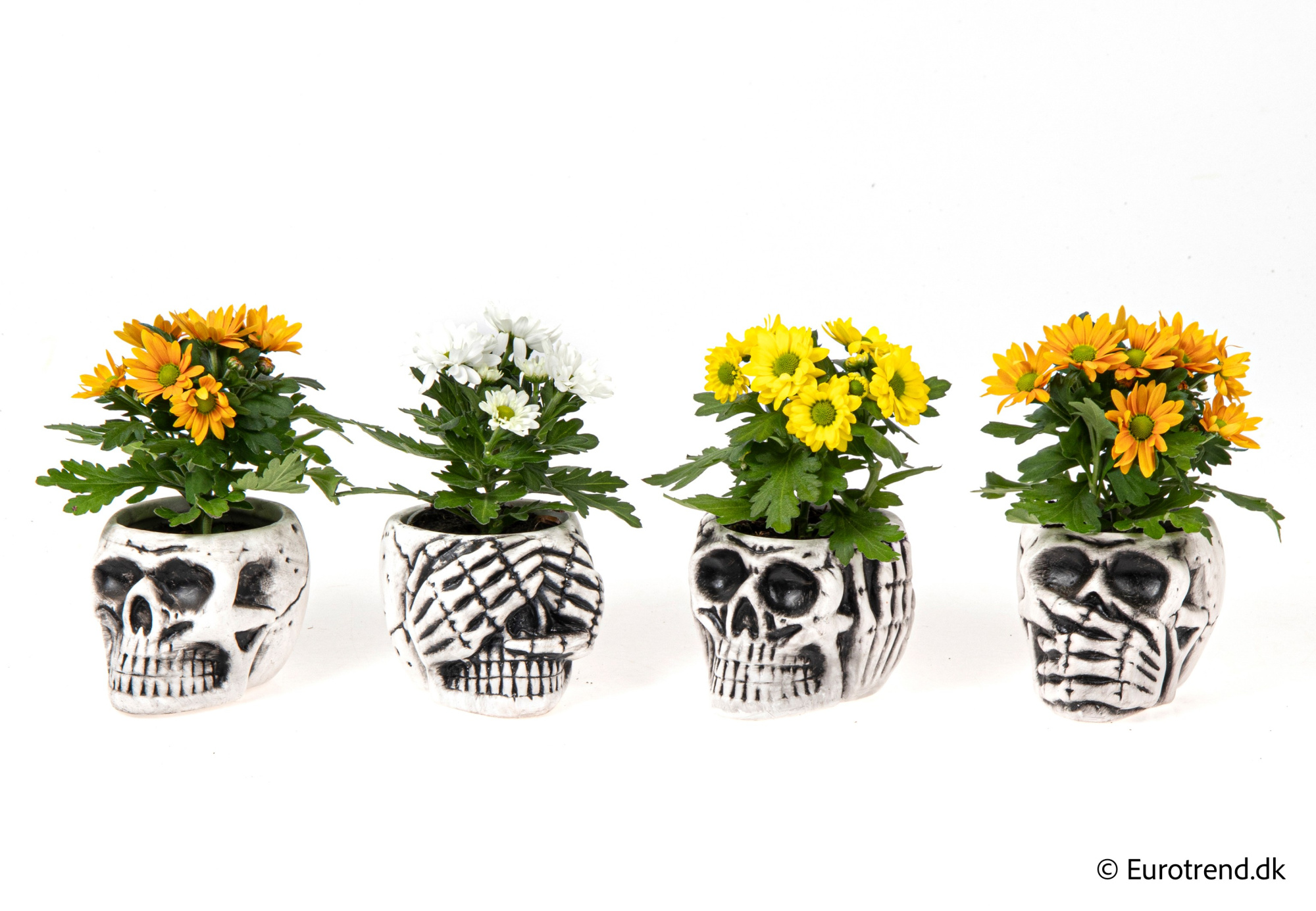 Chrysanthemum in Halloween ceramic 2025, D 6 cm