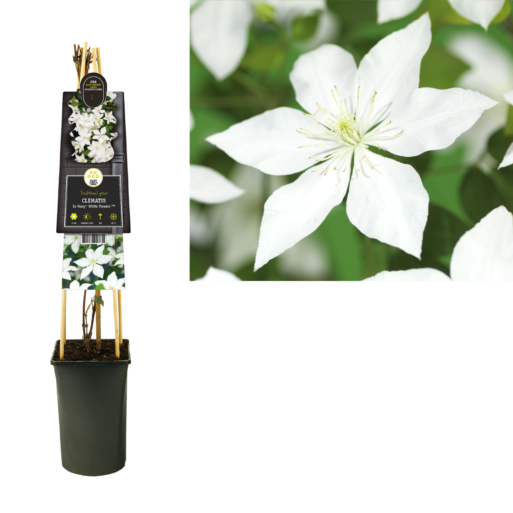 Clematis So Many® White Flowers PBR +3.0 label, D 17 cm