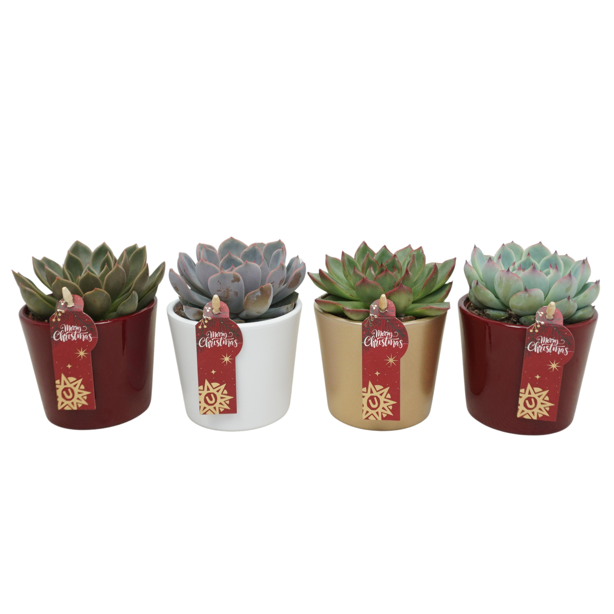 Echeveria mix in 9 cm Kerst potje (3 assorti), D 8,5 cm