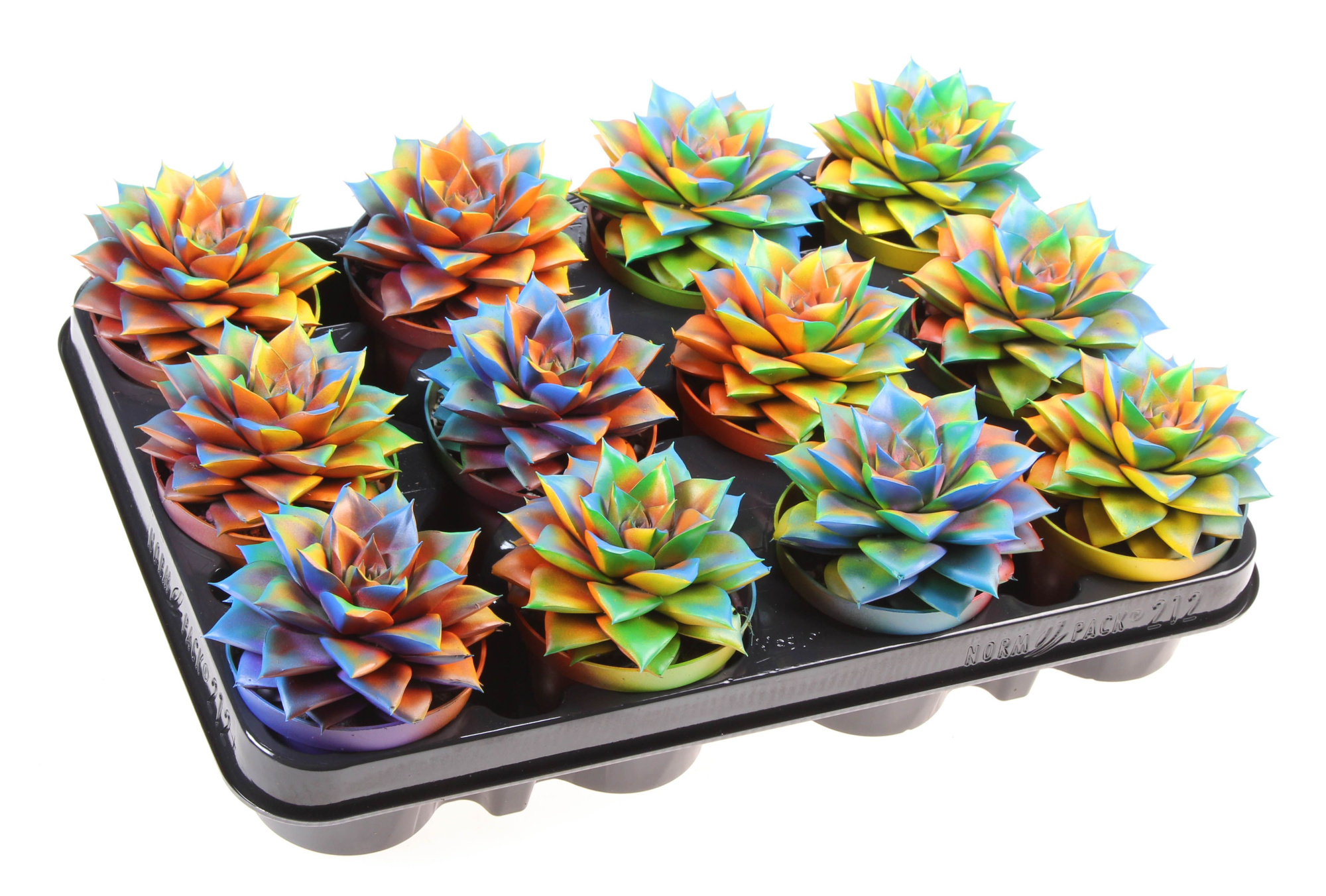 Purper chameleon special, D 8,5 cm