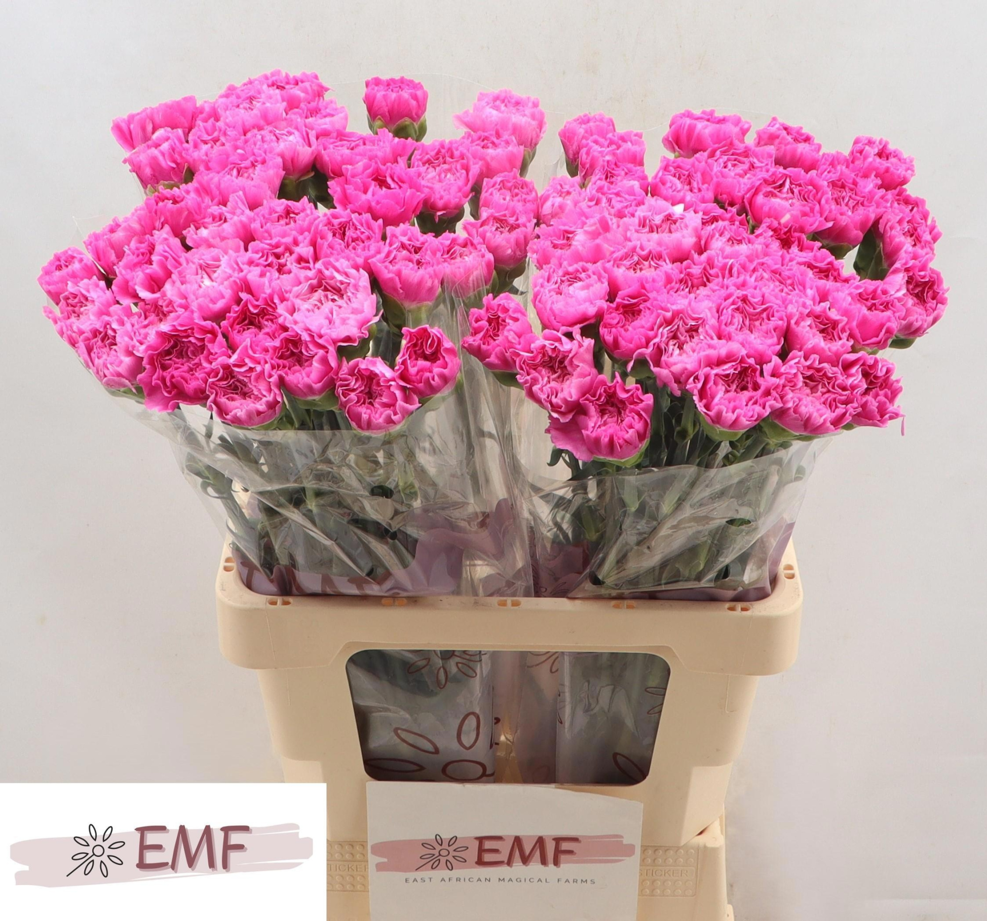 Диантус од. Хайку, шт.