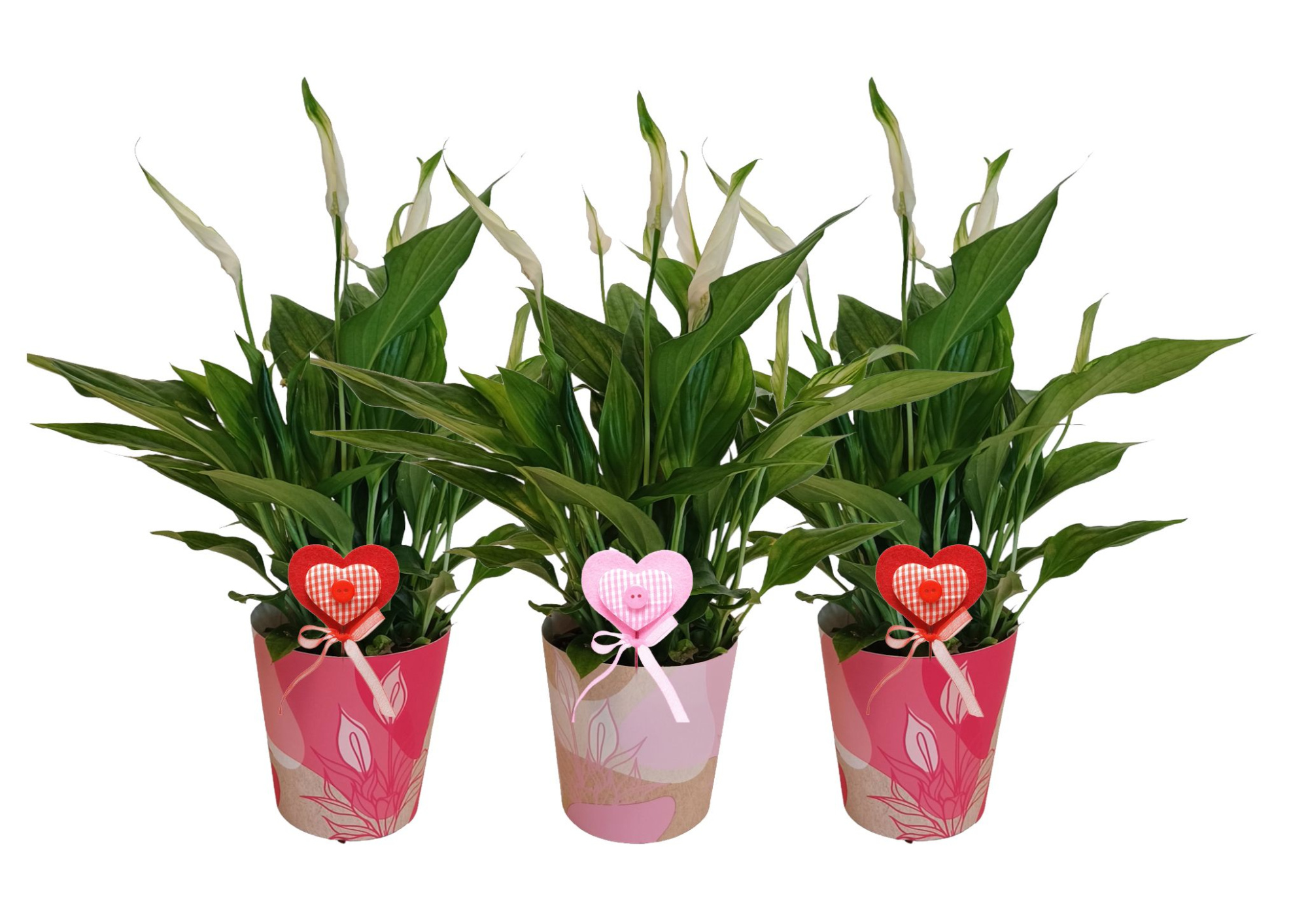 KP-850.3 - Spathiphyllum 9cm in waterdichte smartcup Love, D 9