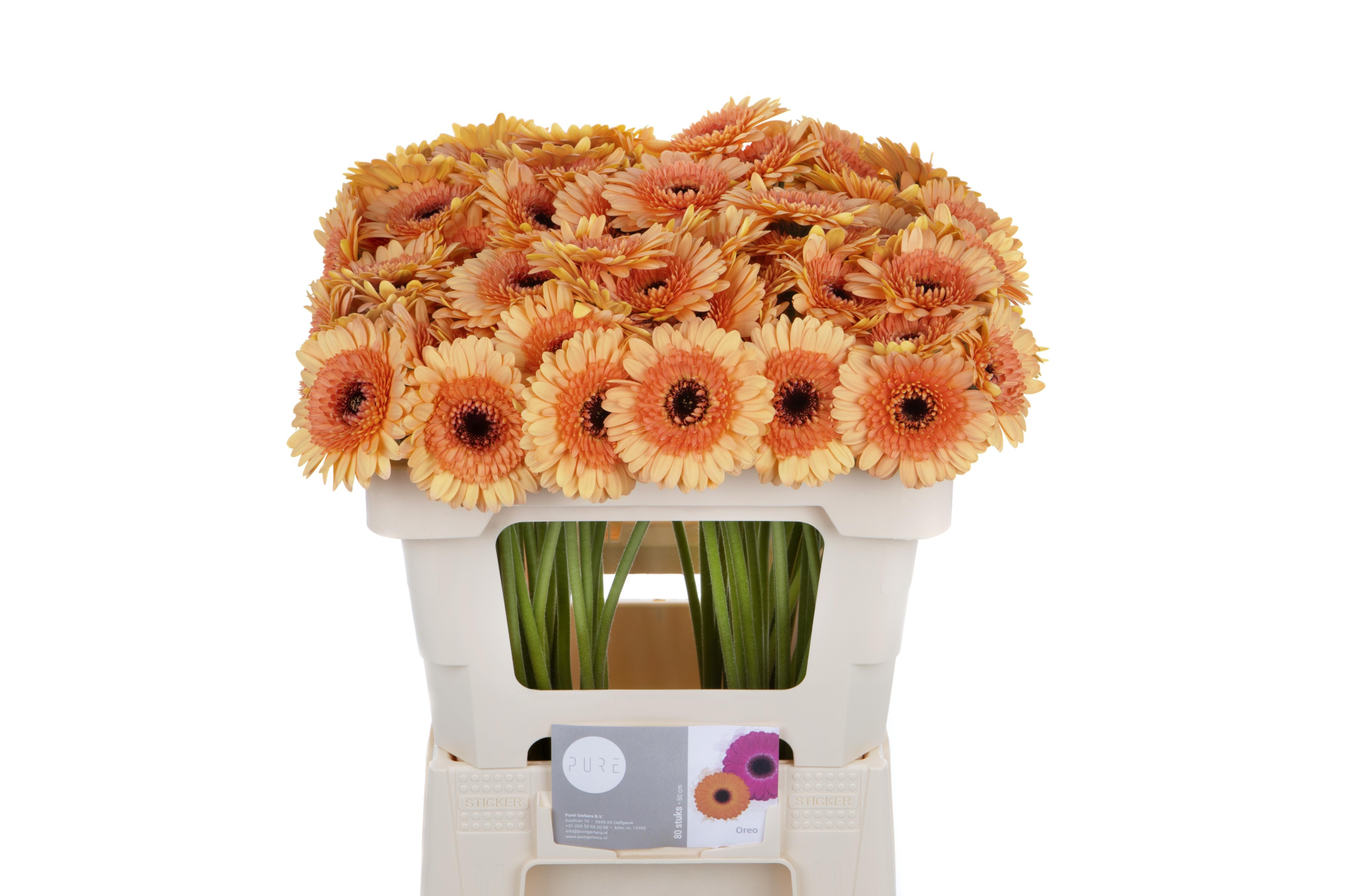 Гермини Орео, шт.