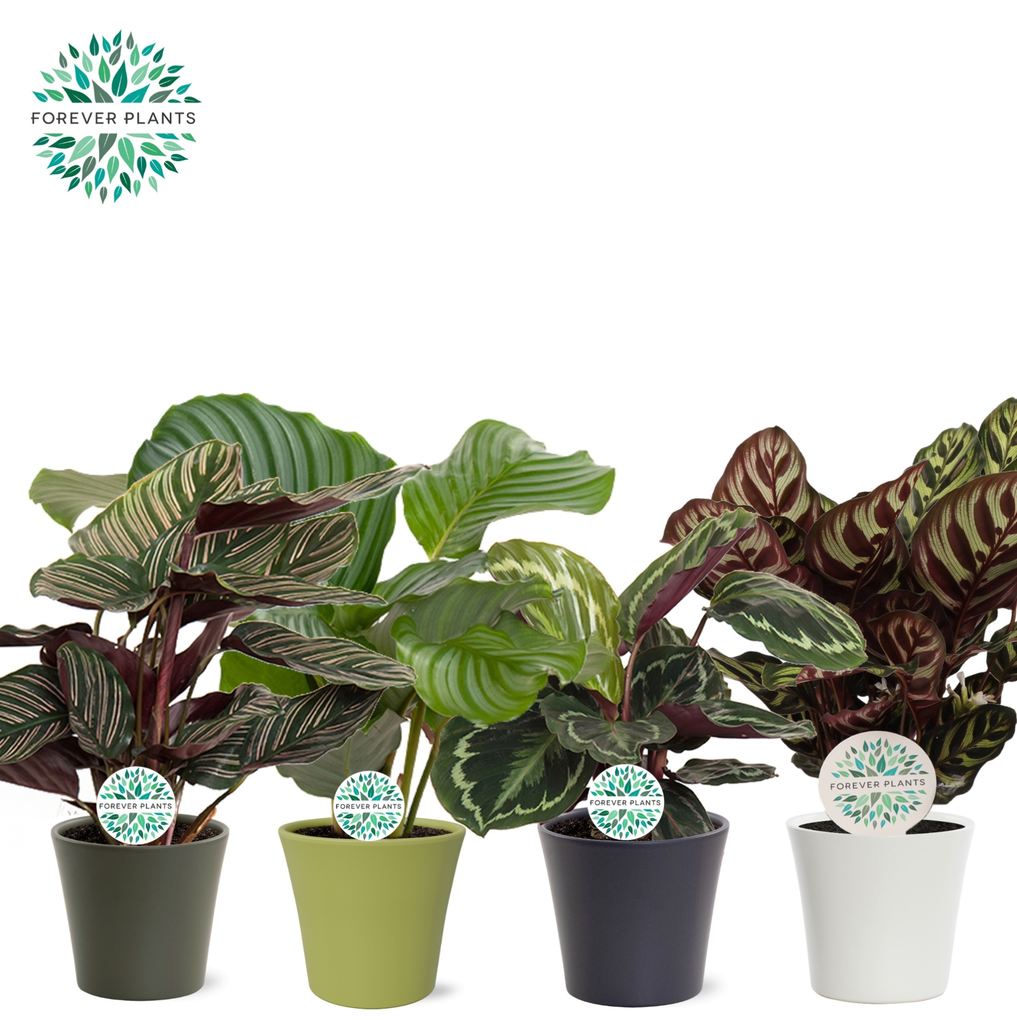 Calathea Gemengd p14 in COCO Keramiek, D 14 cm