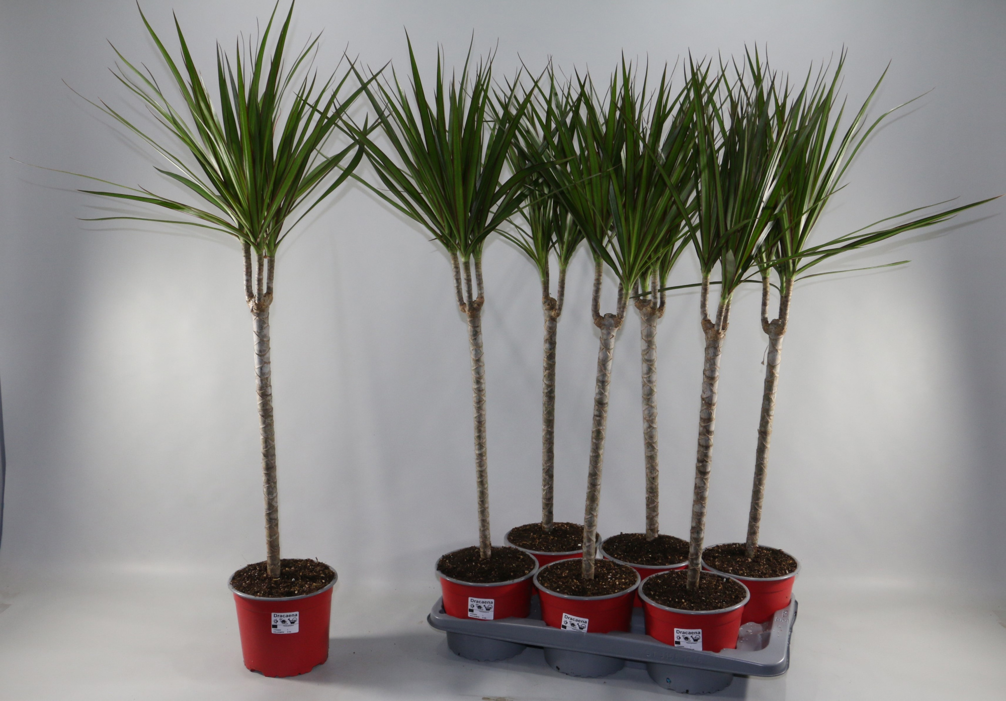 dracaena Magrinata Stam 3+ kop, D 17