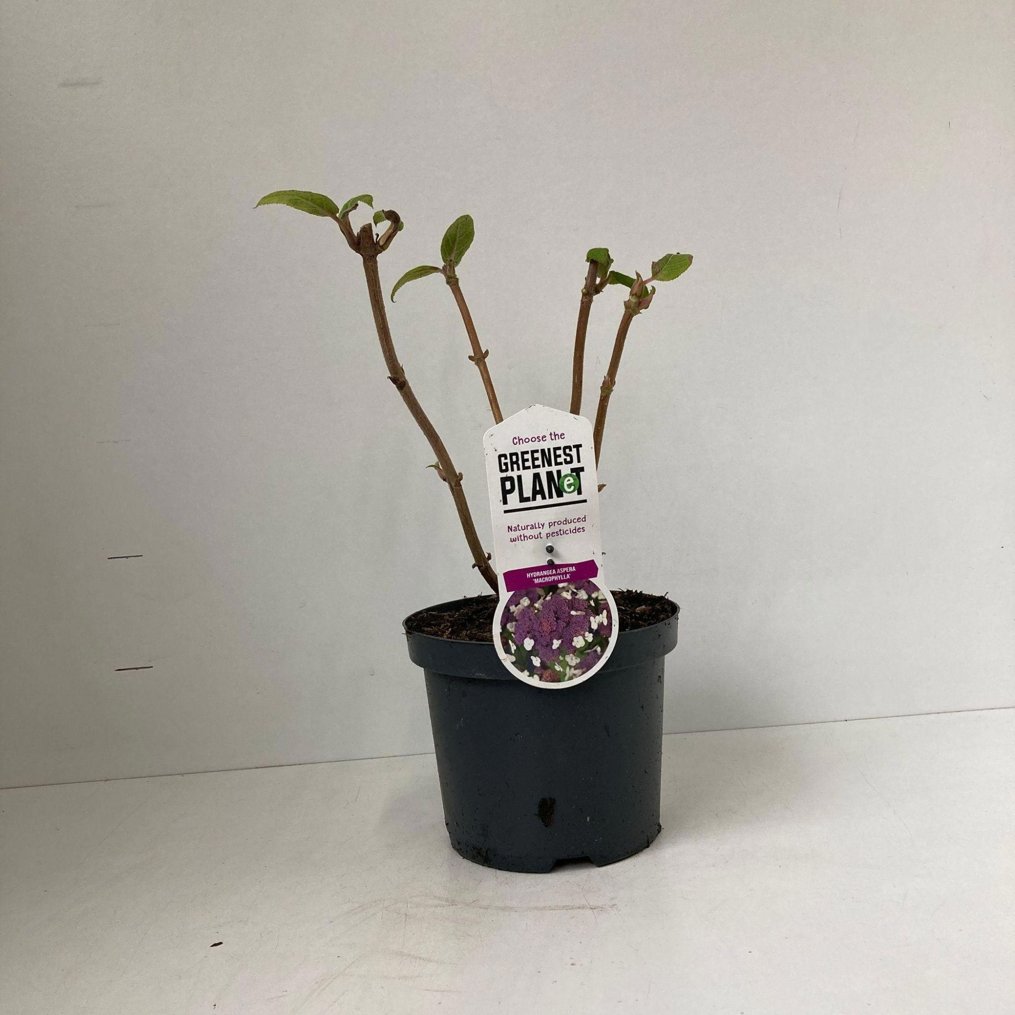 Hydrangea aspera 'Macrophylla', D 19 cm