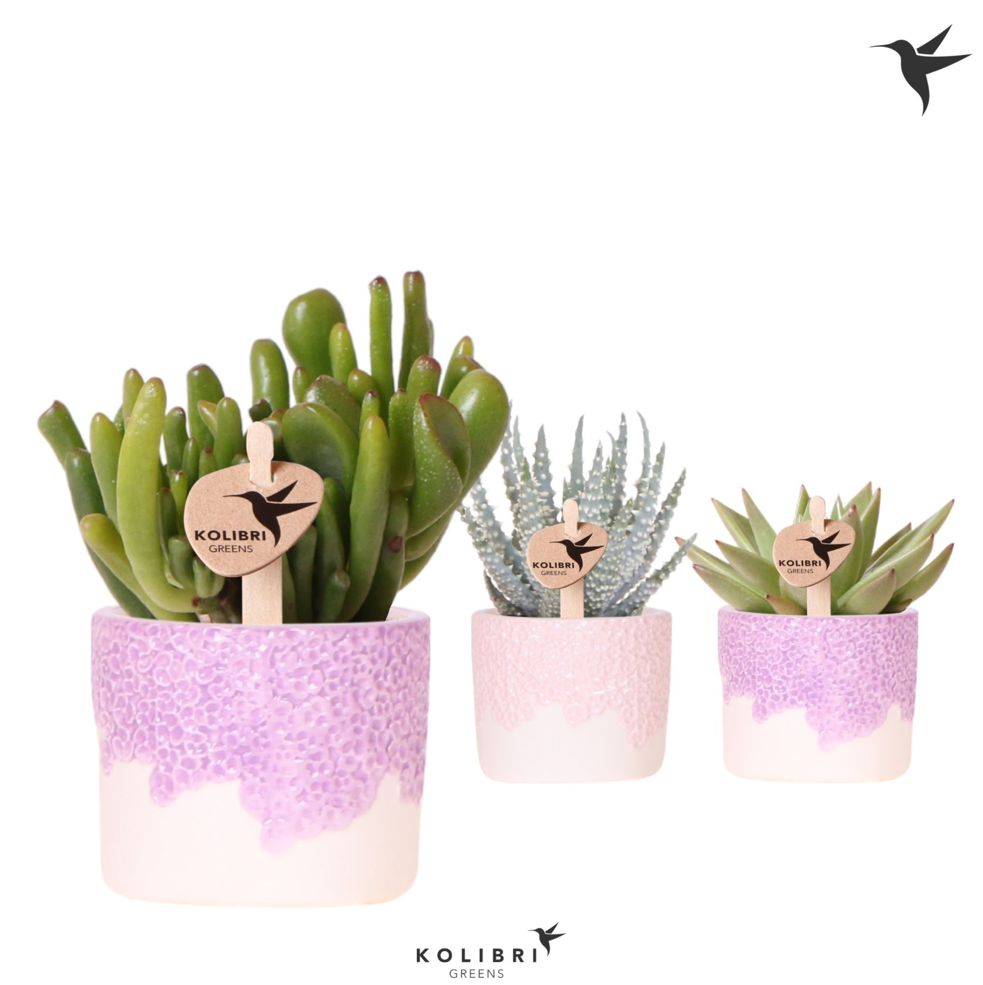Kolibri Greens Succulenten mix in Bloom pot lila mix, D 6 cm