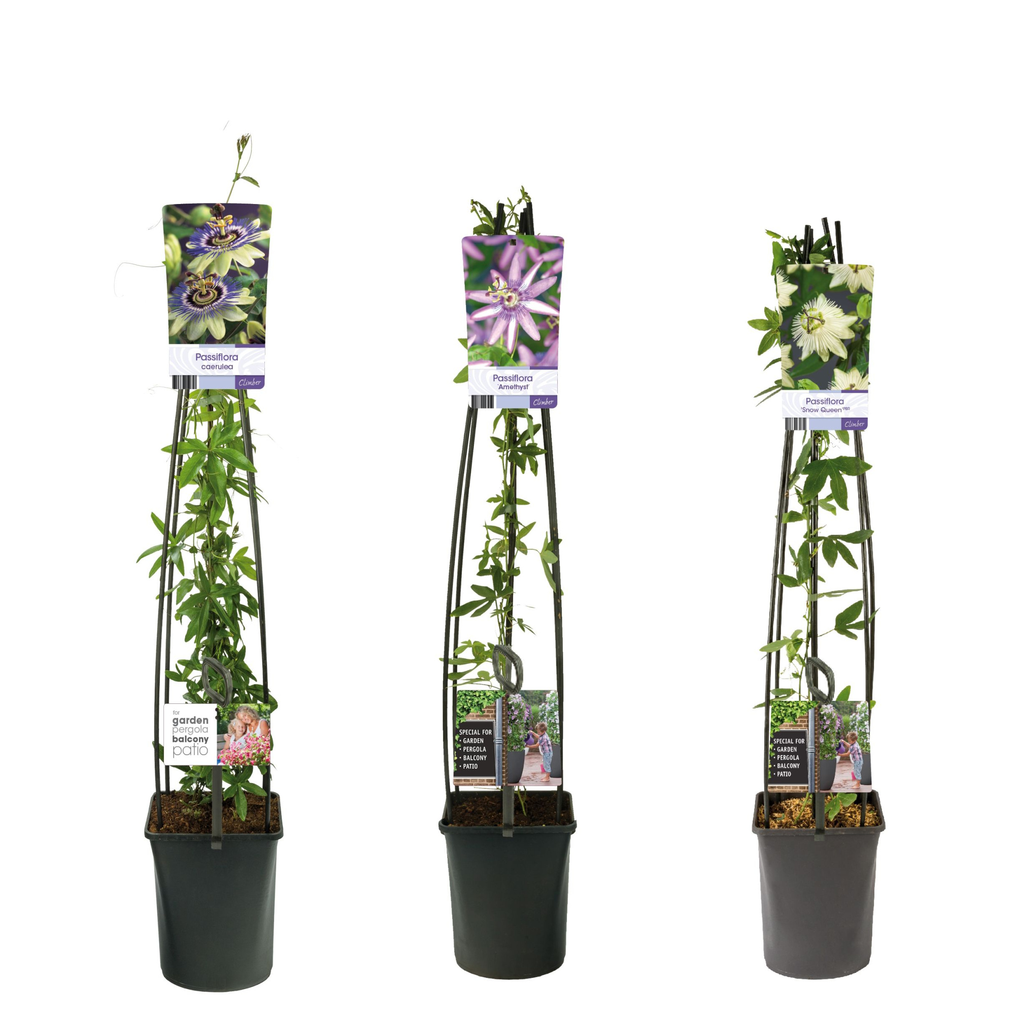 Mixshelf Passiflora +light label, D 23 cm