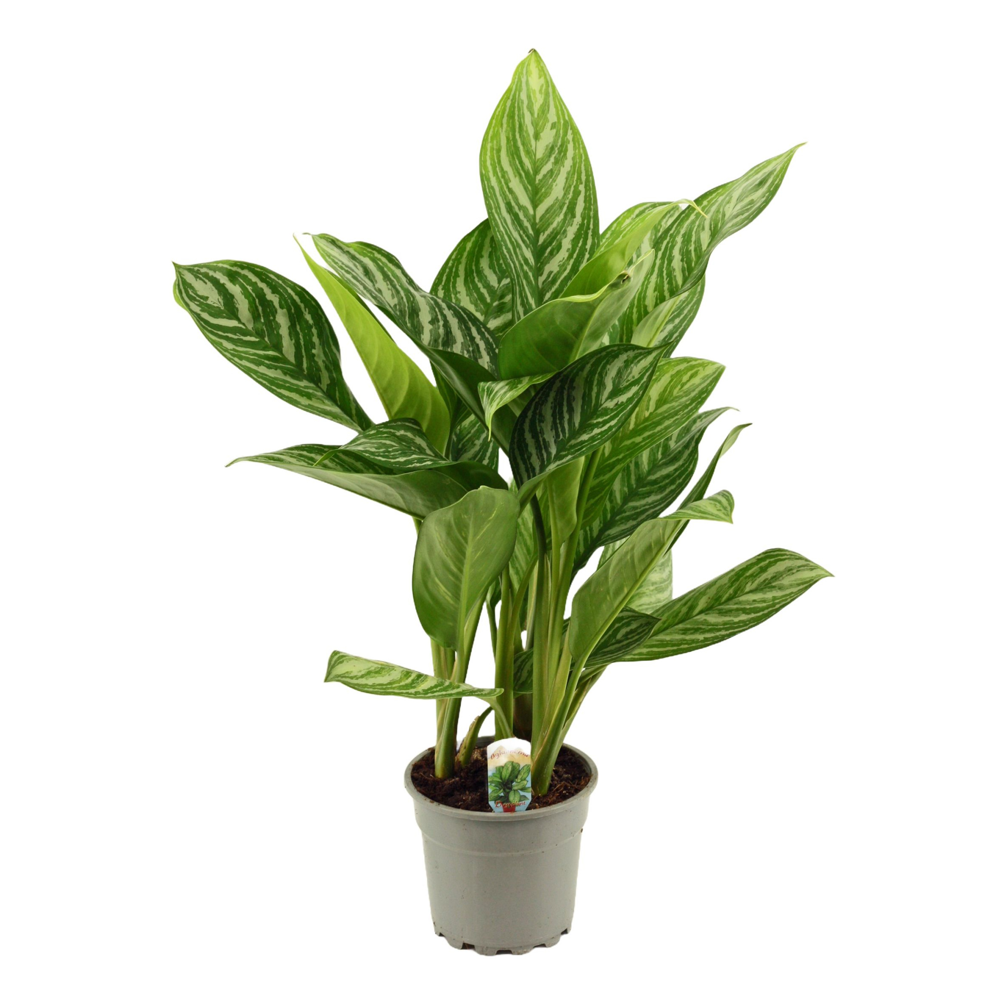 Aglaonema 17 cm Stripes, D 17