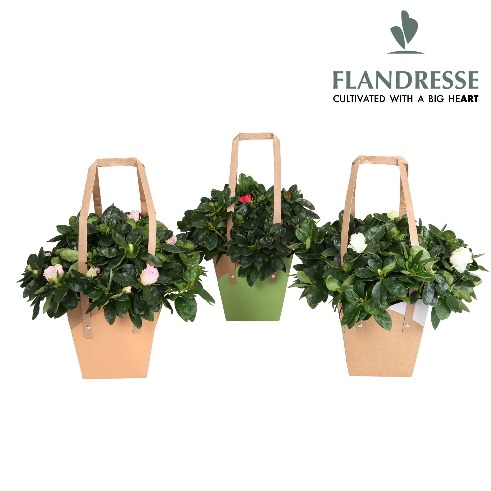 Azalea Flandresse® Autumn Frontiers Draagtas, D 14