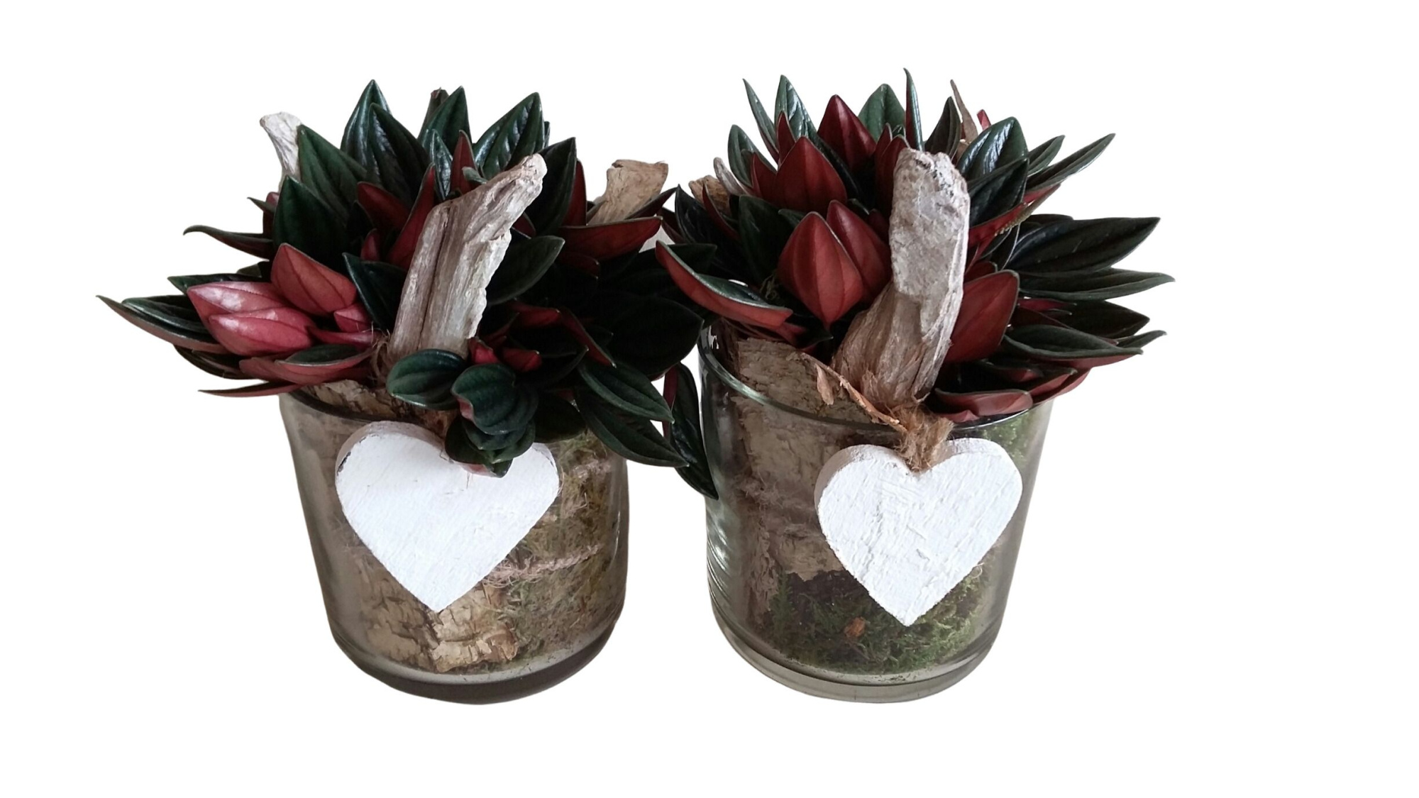 533 ROS Cil.Glas D13 Peperomia Rosso, D 13 cm