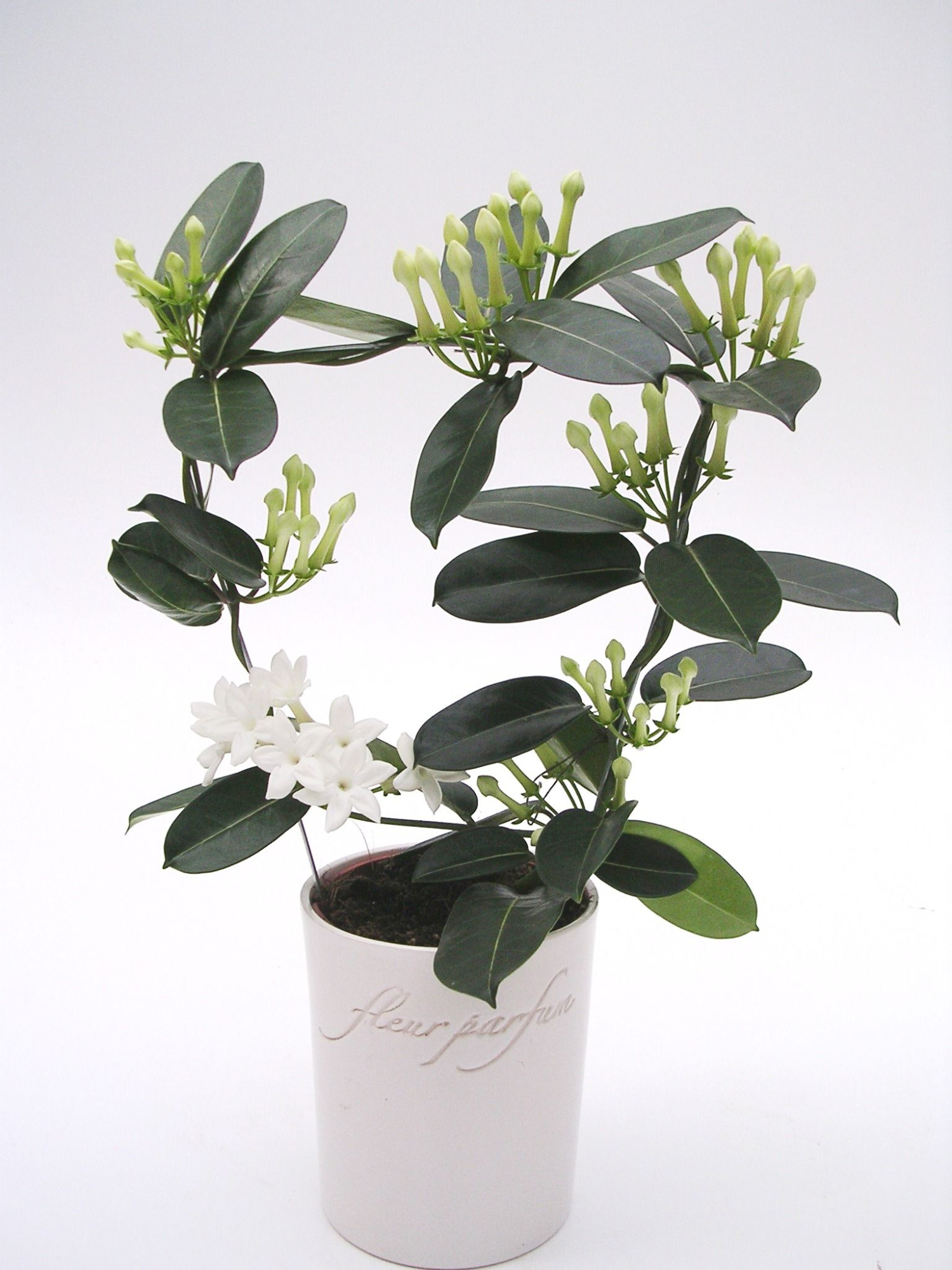Stephanotis Fleur Parfum 7-8 in Ker. FP pot, D 12 cm