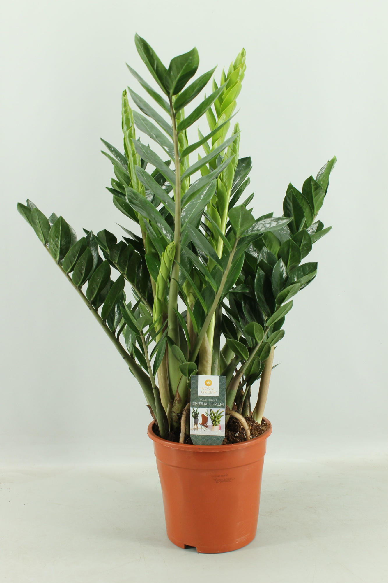 Zamioculcas 21cm, D 21 cm