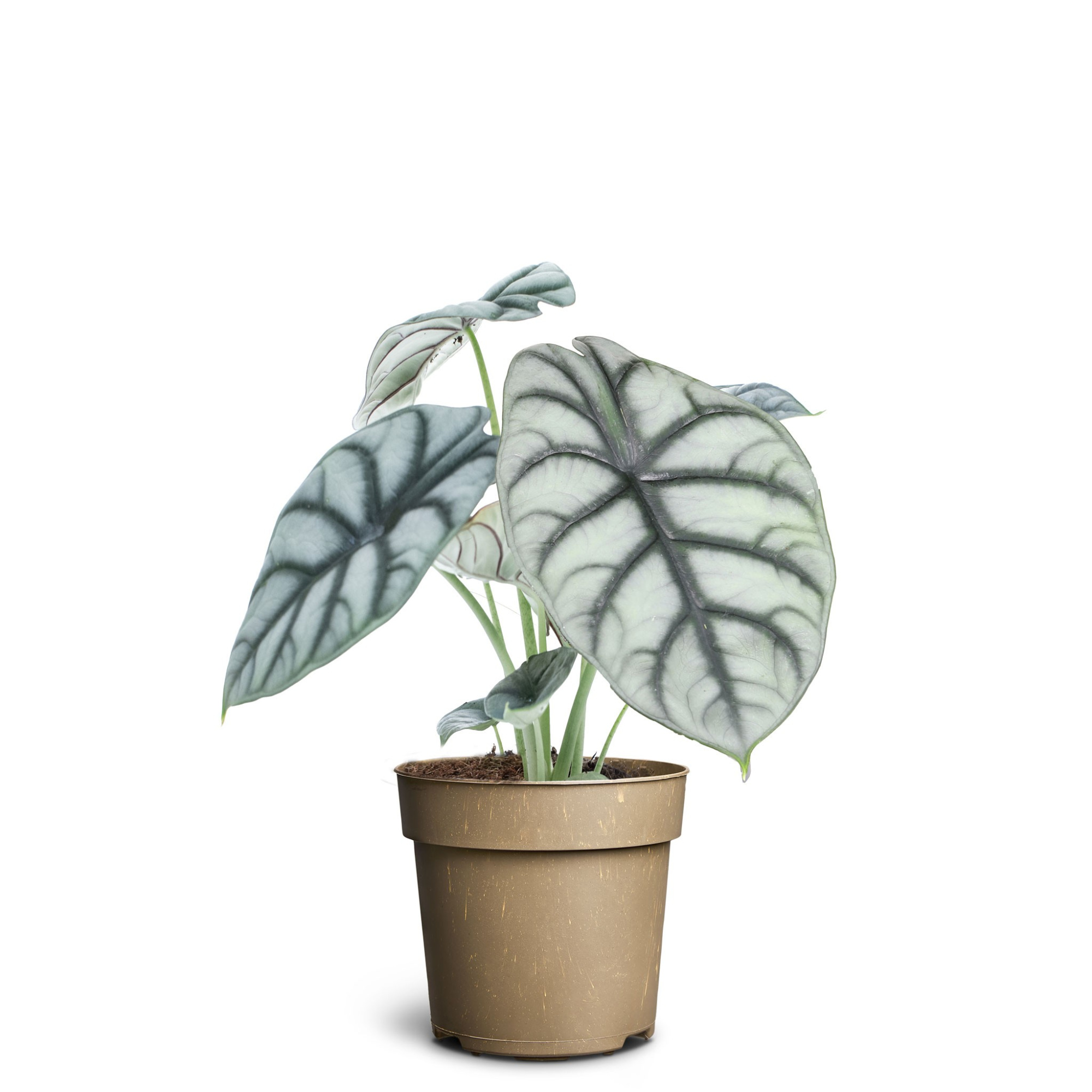 Alocasia ´Silver Dragon´, D 11 cm