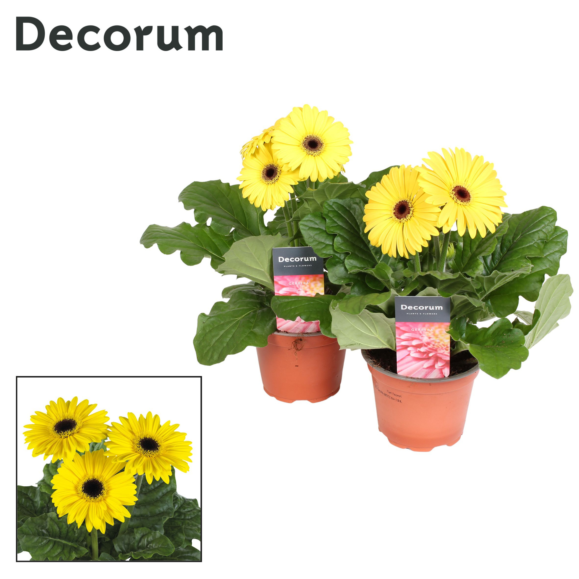 Gerbera 2+ bl. 12cm geel in hoes (diverse kleurtinten) Decorum, D 12