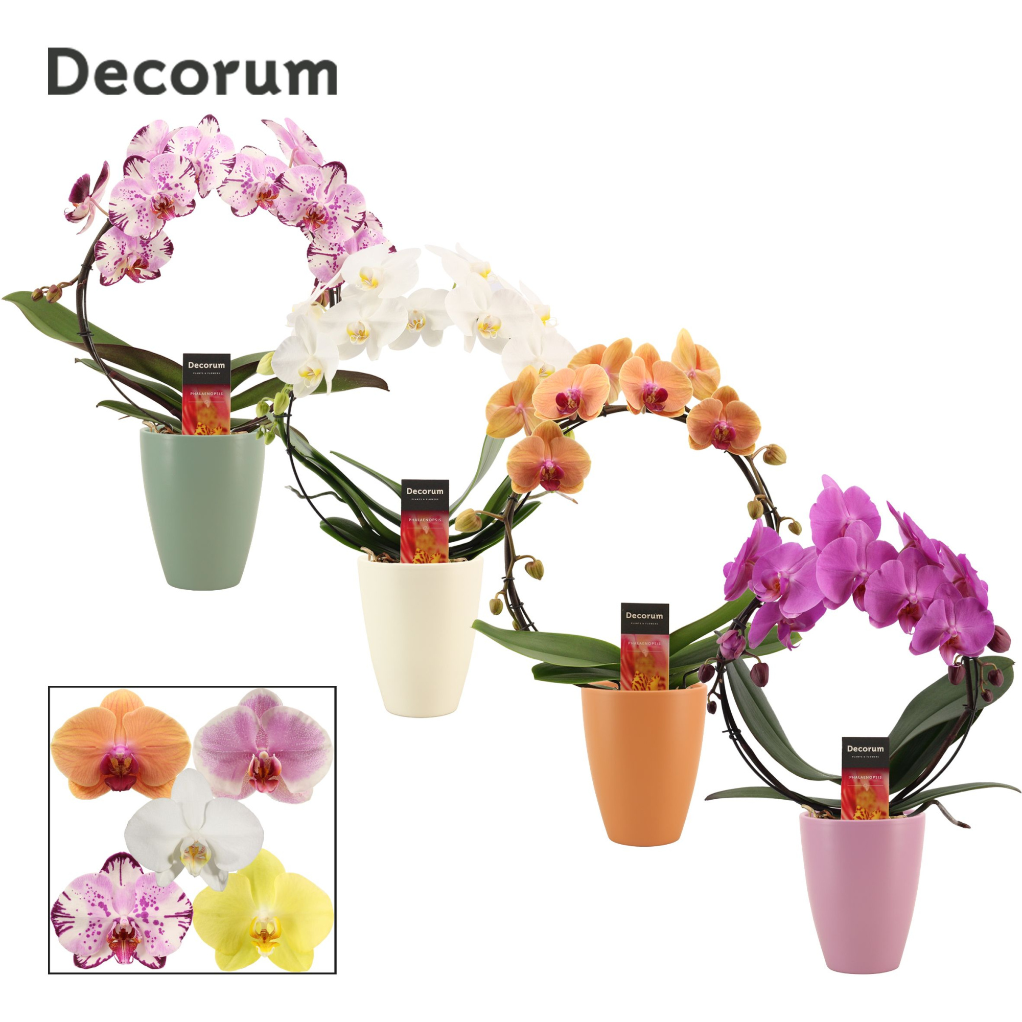 Phalaenopsis boog mix in Carly (Craft world-collection), D 12 cm