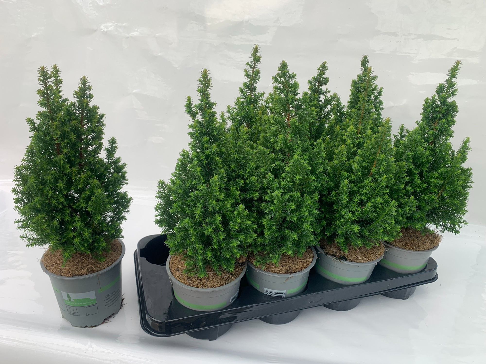 Cham. thyo. Top Point, D 13 cm