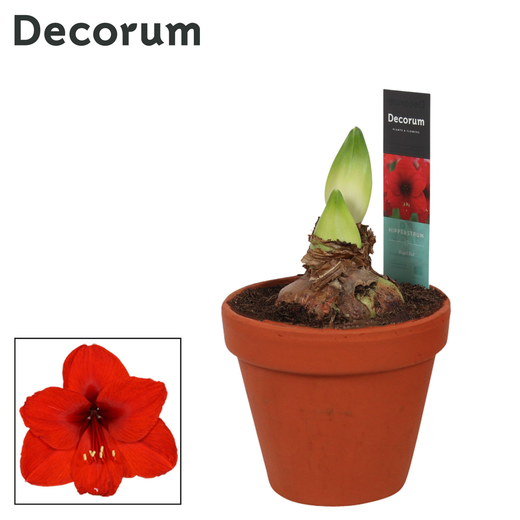 Amaryllis Royal Red 2 Knop Terracotta Steen OP (Decorum), D 13 cm
