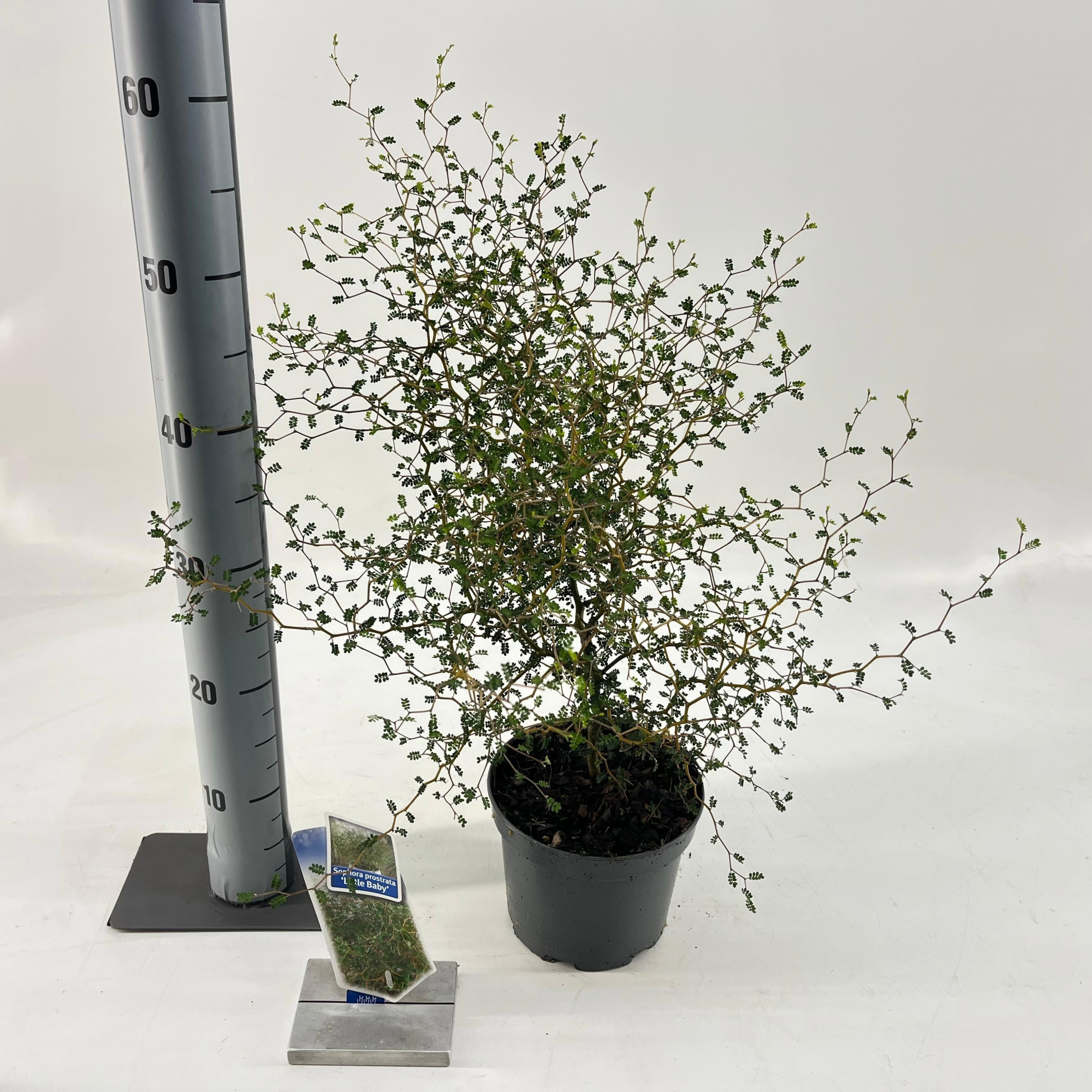 Sophora prostata 'Little Baby', D 17 cm
