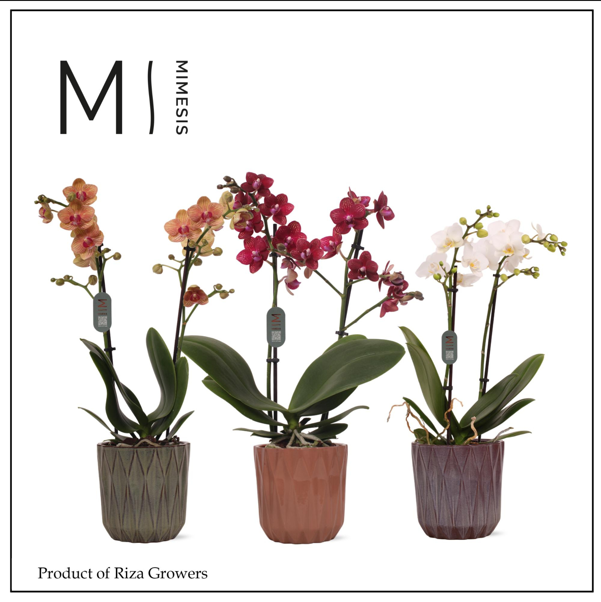 Mimesis Phal. Multi Mix - 2 spike 12cm in Maria Mix Ceramic, D 12 cm
