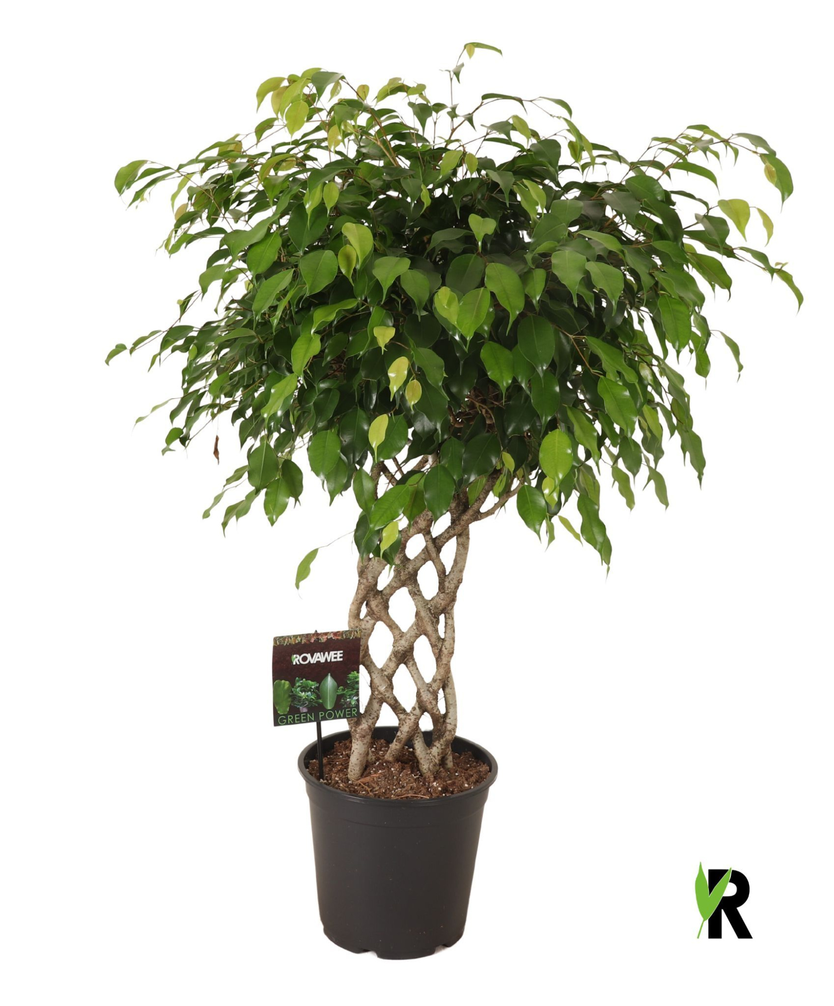 Ficus benj. Exotica gevlochten mat, D 27 cm