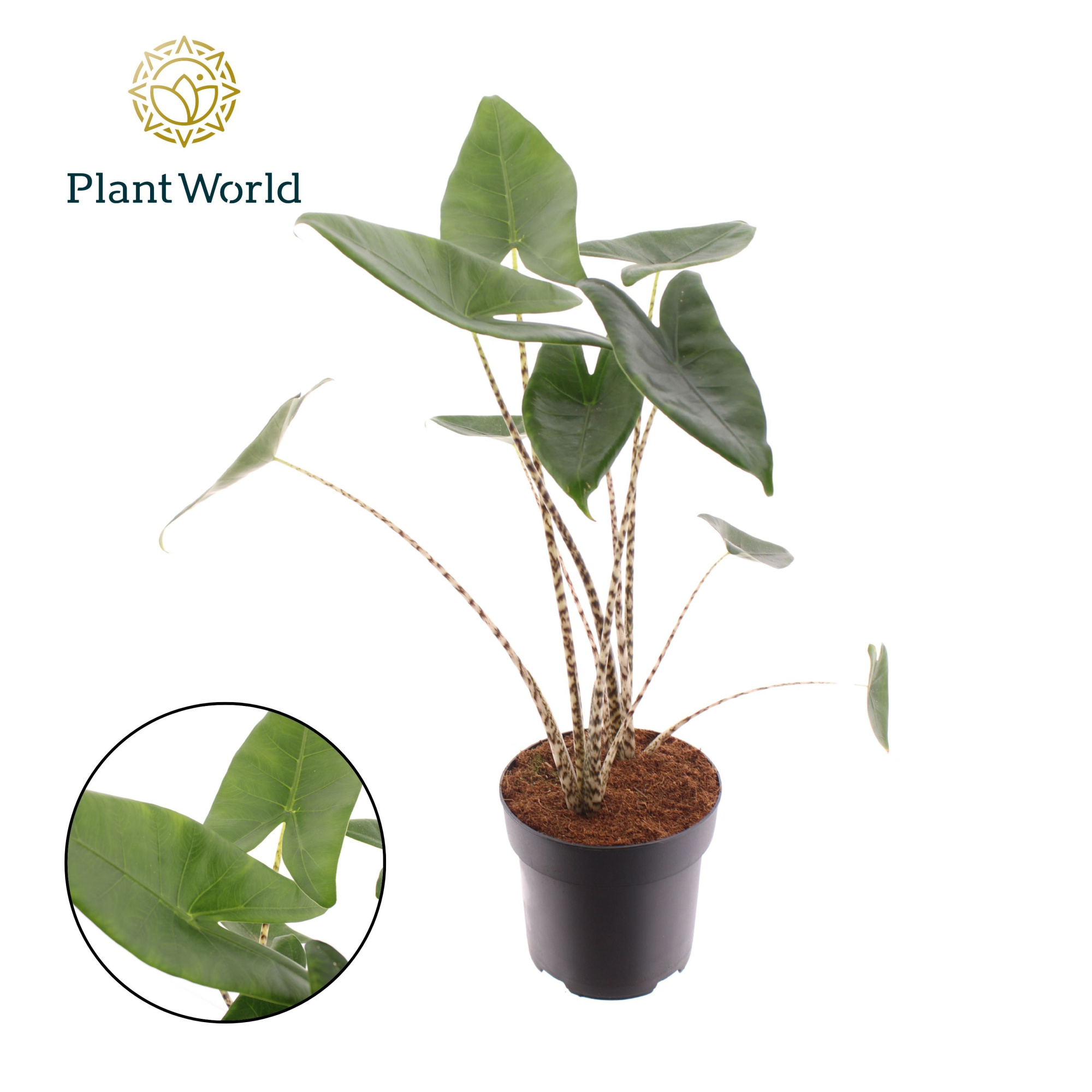 Alocasia Zebrina, D 19 cm