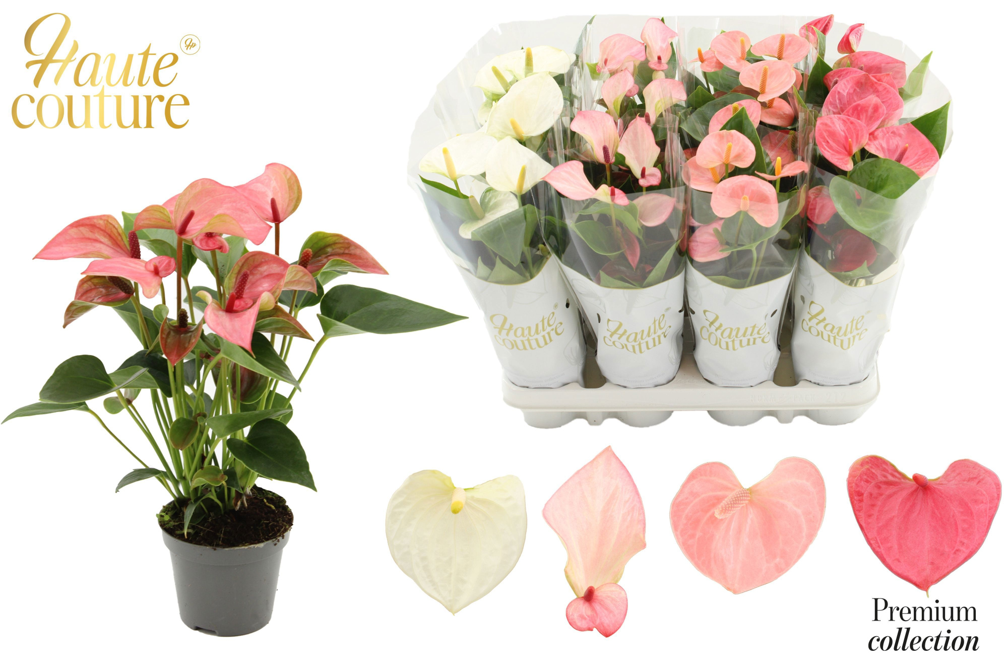 Anthurium 9 cm 4 color Pastel mix in Haute Couture sleeve, D 9