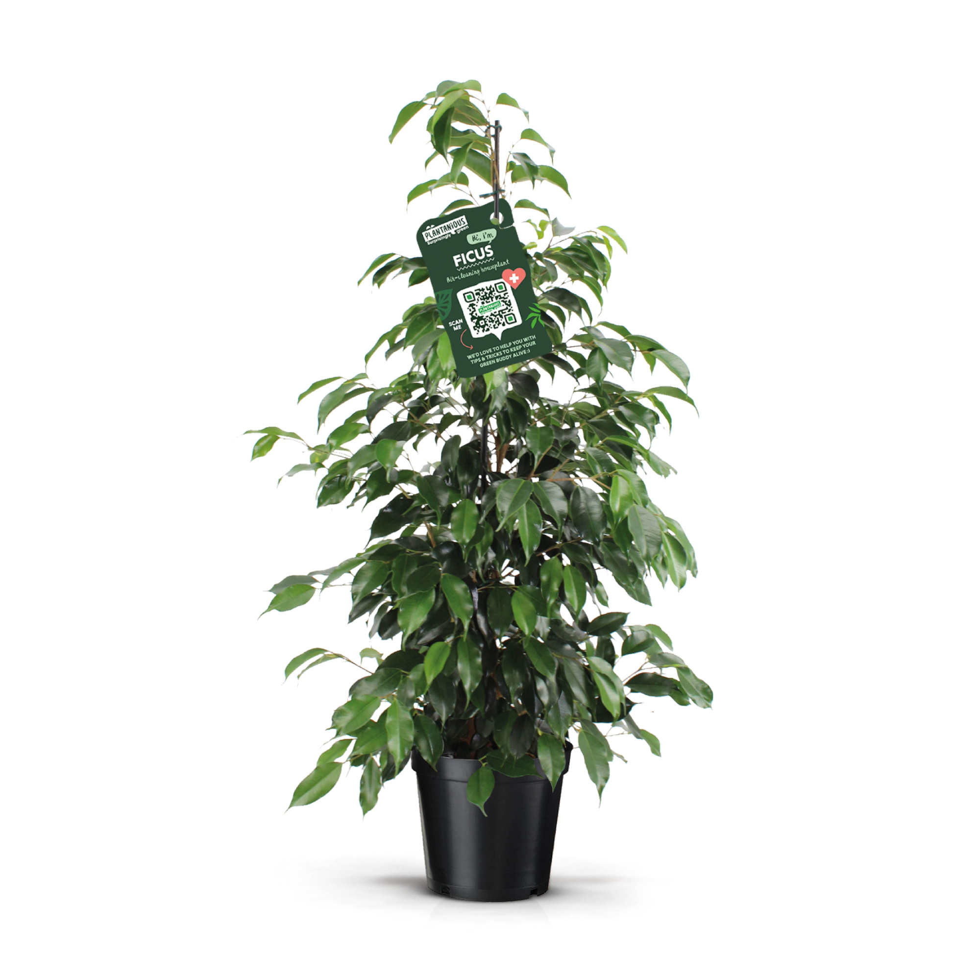 Ficus benjamina danielle, D 21 cm
