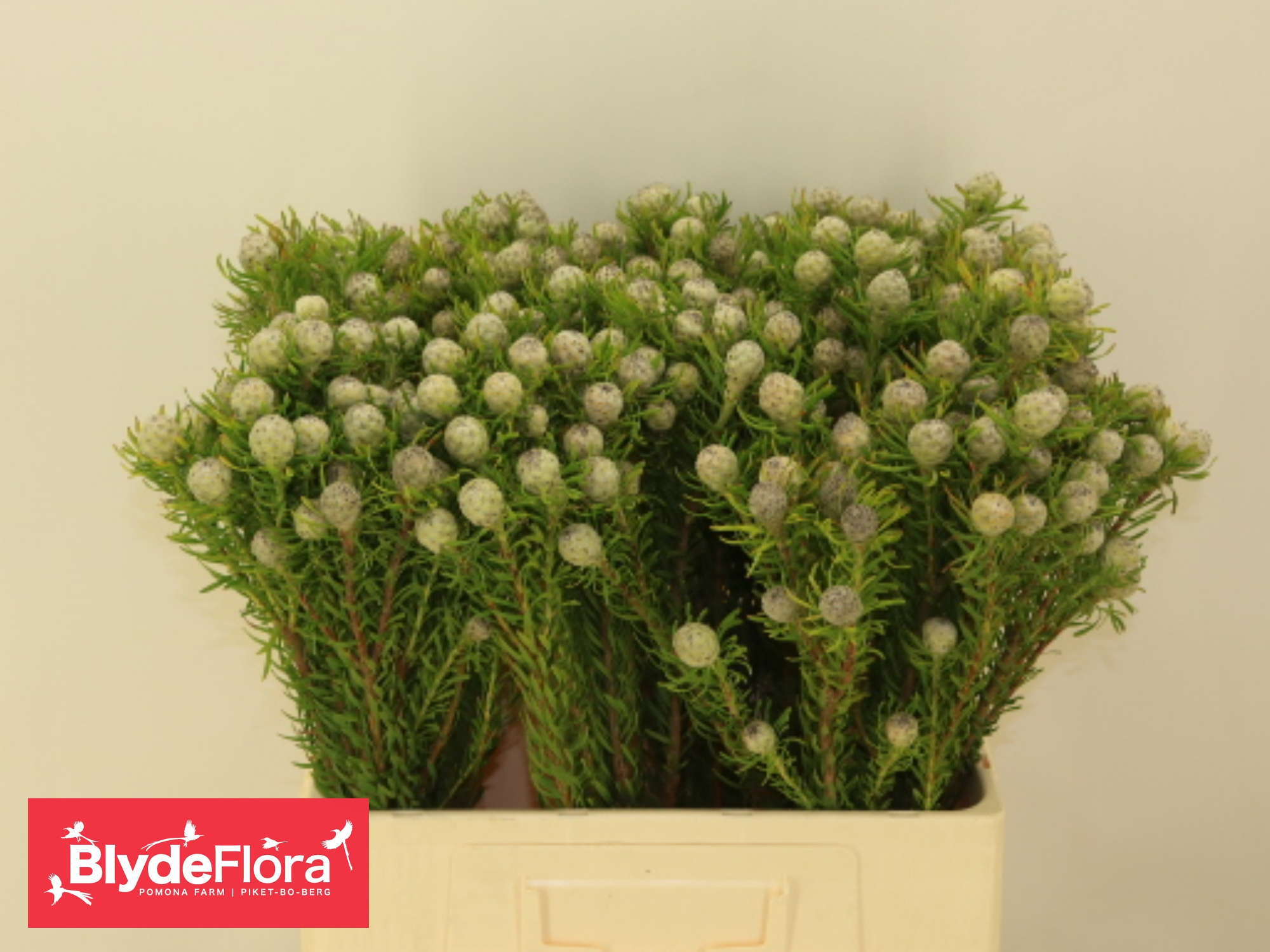 Леукадендрон Джейд Перл Спрей 60, шт.