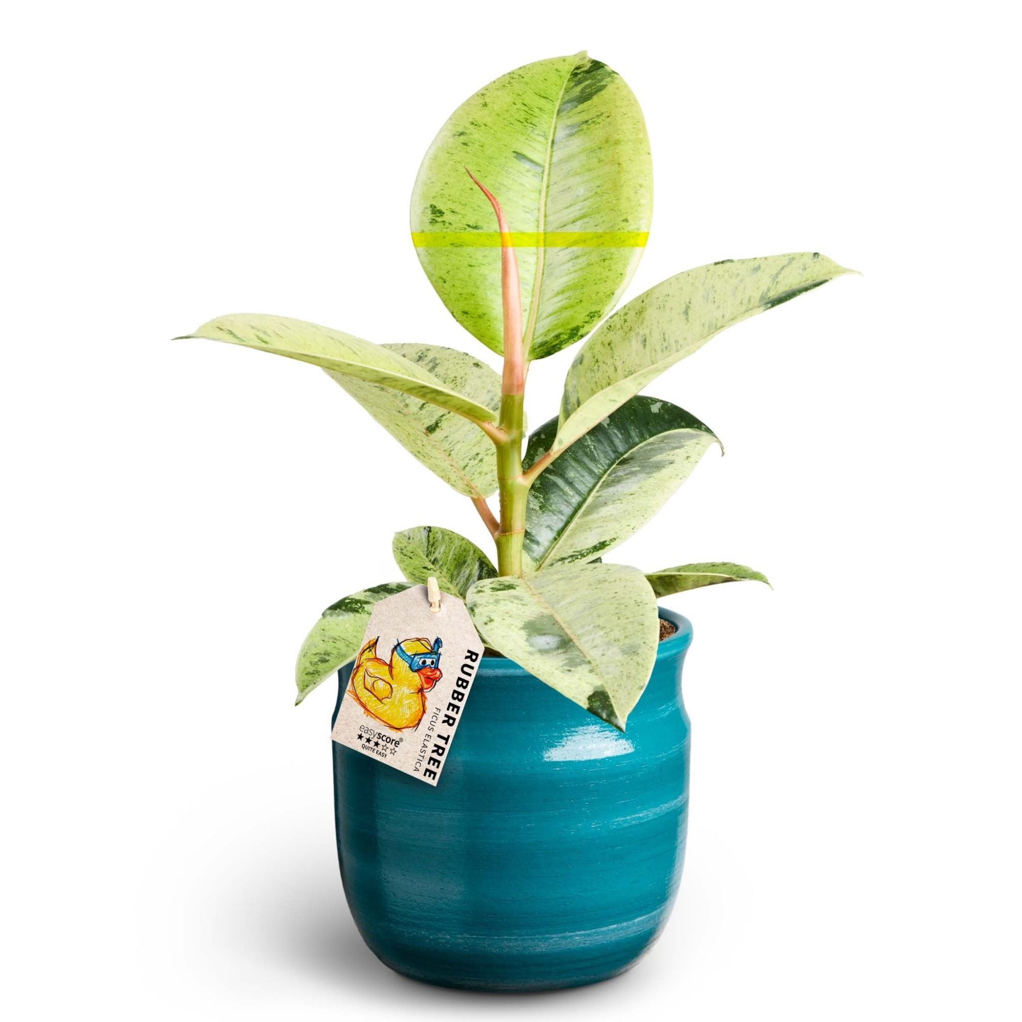 Maceta Teal, Ficus elastica ´Shivereana', D 12 cm