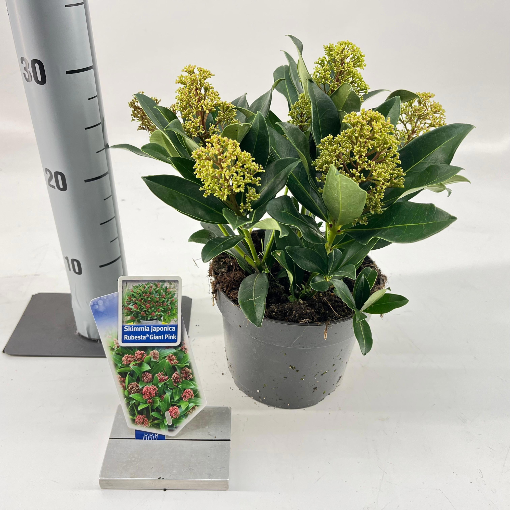 Skimmia jap. Rubesta® Giant Pink ('Moerings 4'PBR), D 17