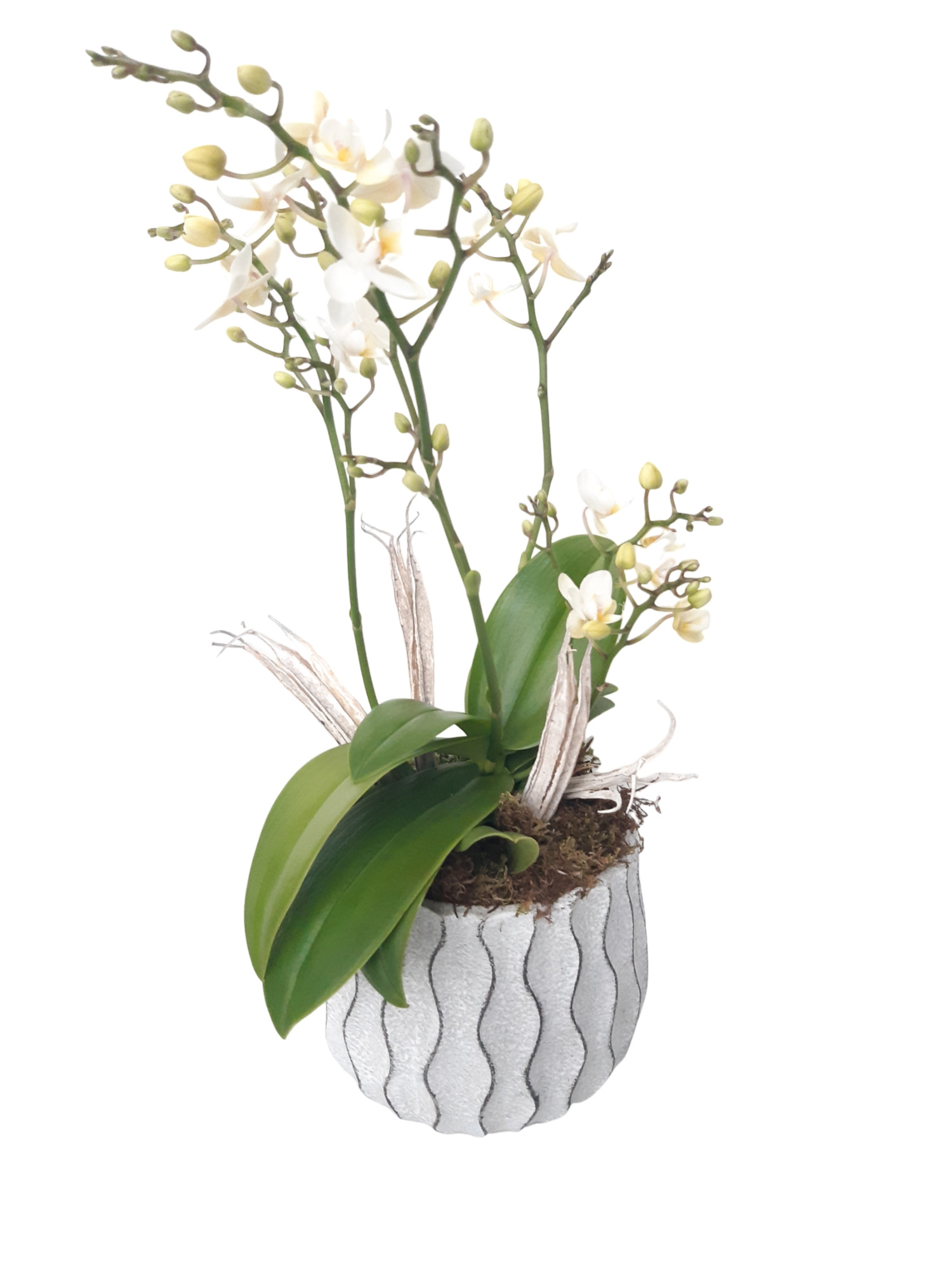 WP17PWO Wave Pot Cement 17cm Phalaenopsis Wild Orchids, D 17 cm