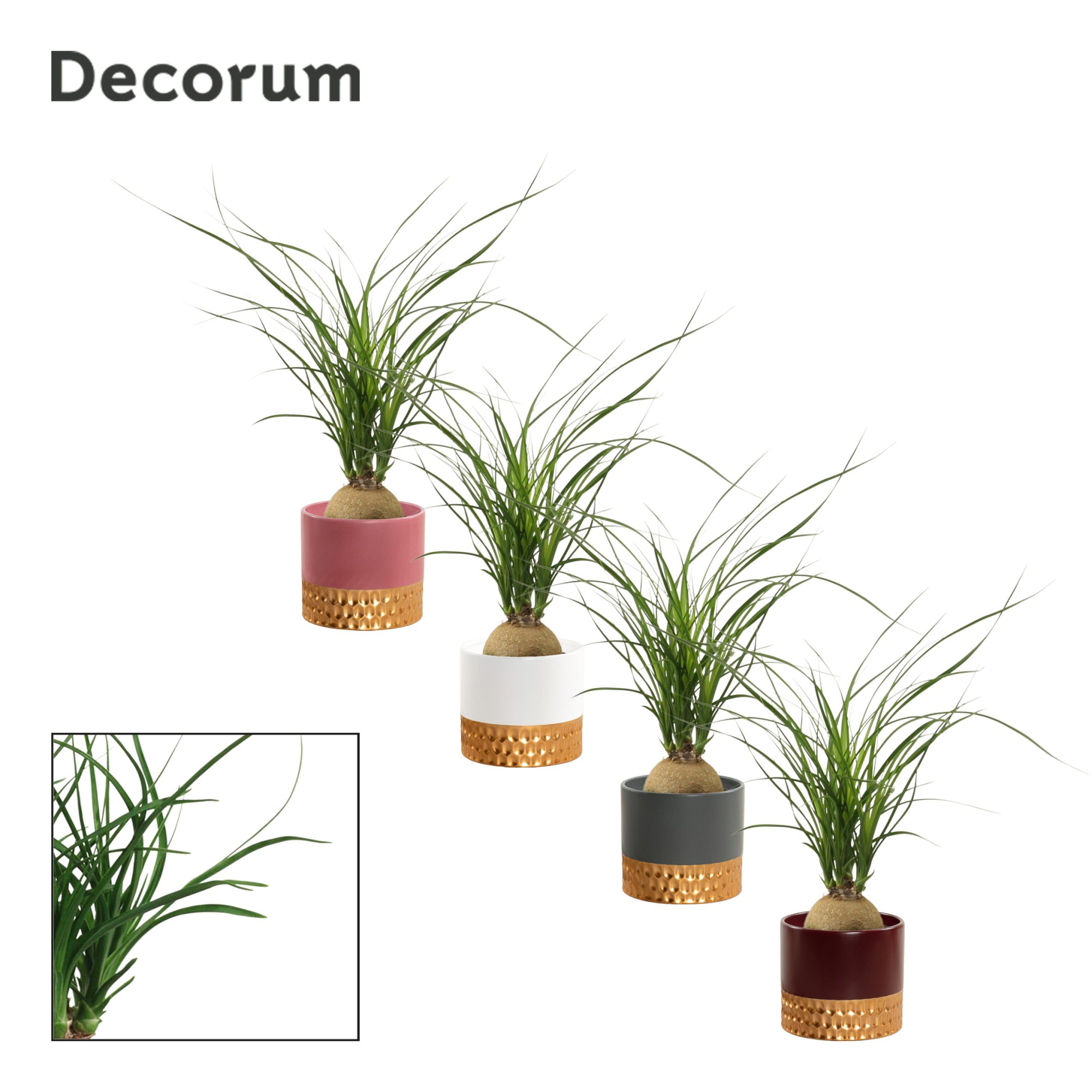 Beaucarnea bol 9 cm in Frederique (Rich love-collection), D 9 cm