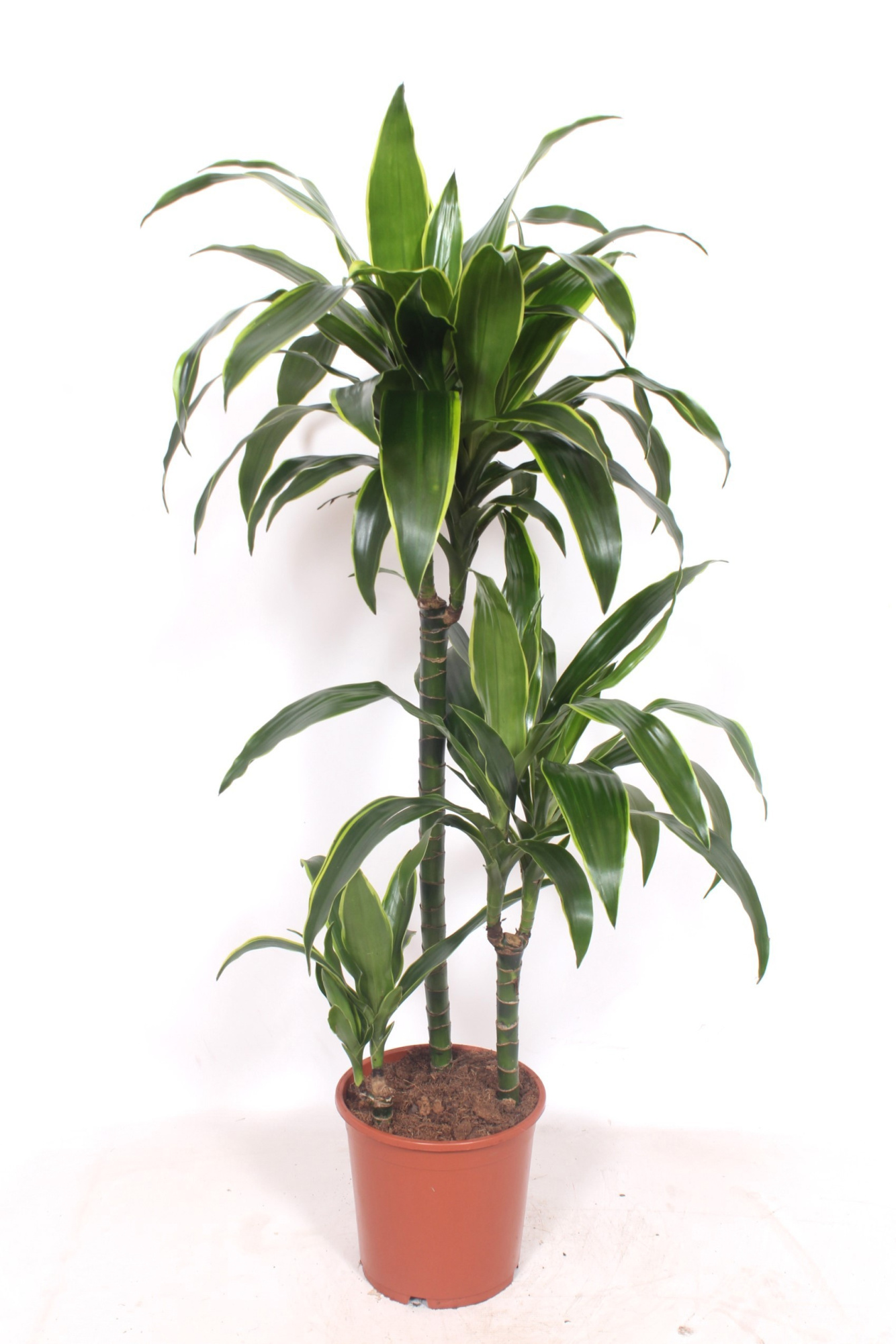 Dracaena Arturo 60-30-15, D 21