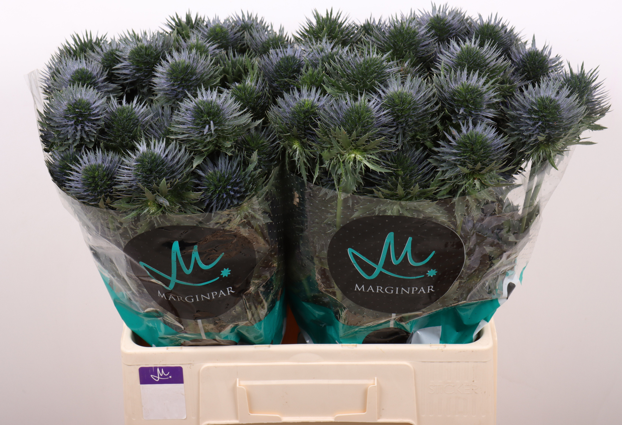 Эрингиум Скорпиус Кьюстар 60, шт.