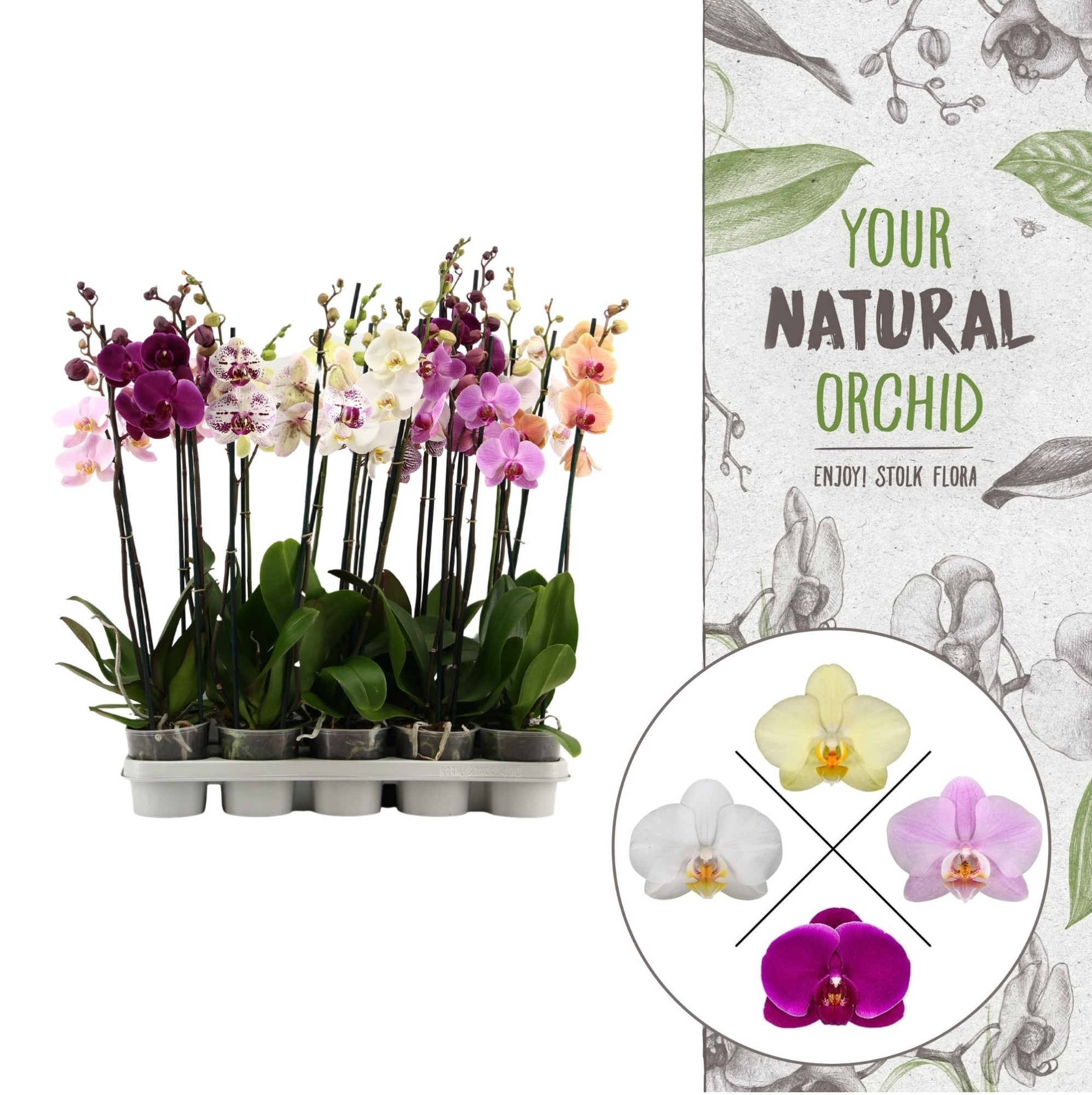 Your Natural Orchid | Mix 10+ 45-55 cm | Phalaenopsis 2 spike, D 12