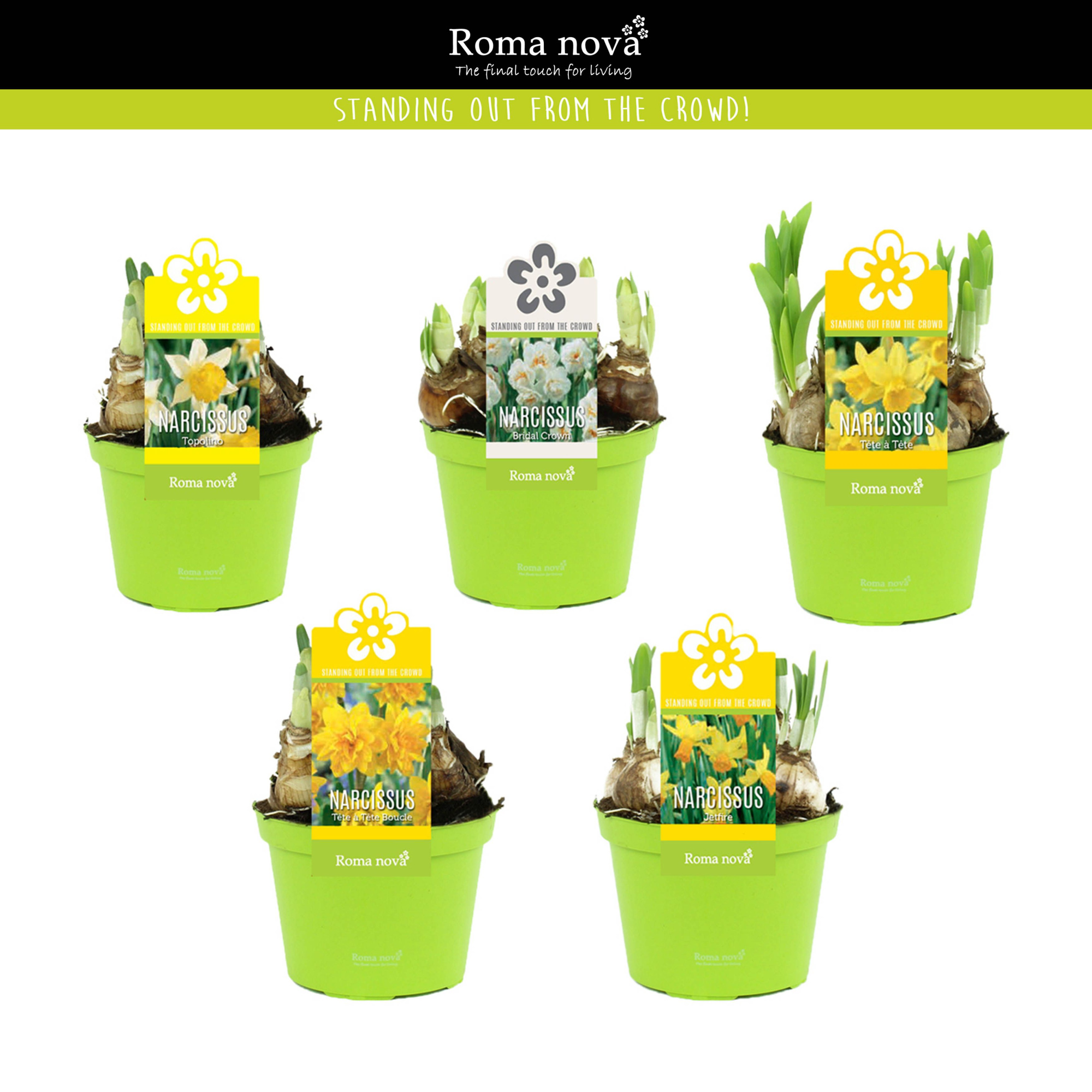 Narcissen gemengd 12cm, D 12