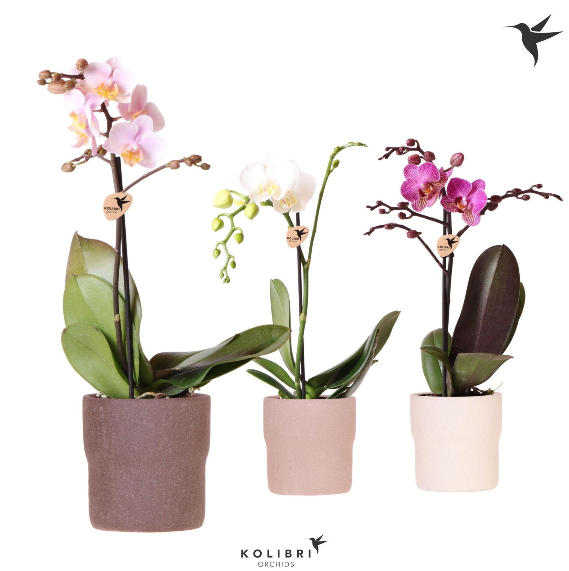 Kolibri Orchids Phalaenopsis mix 1 spike in Rustic pot sand mix, D 9